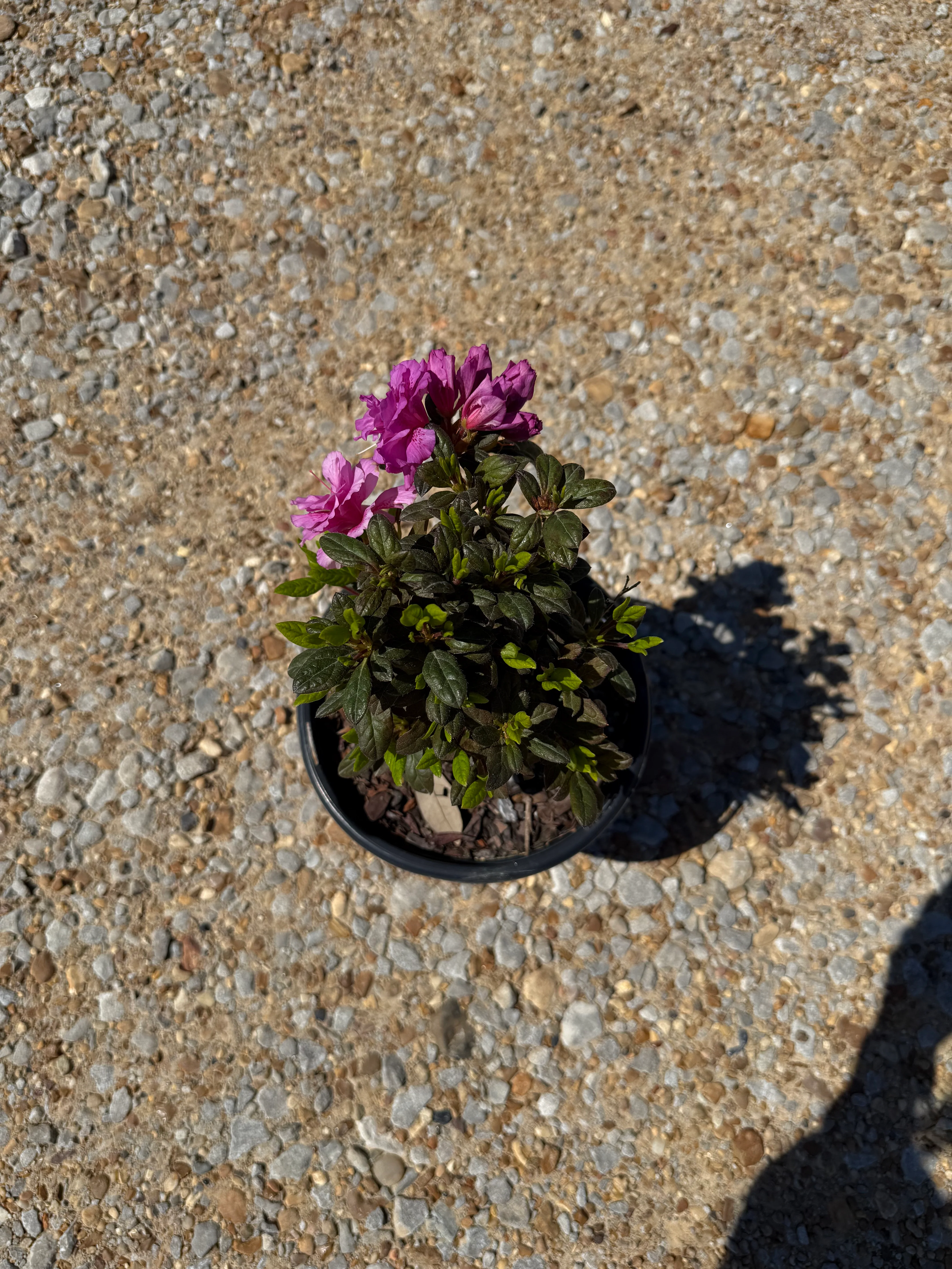 Encore Azalea Autumn Majesty® - Image 2