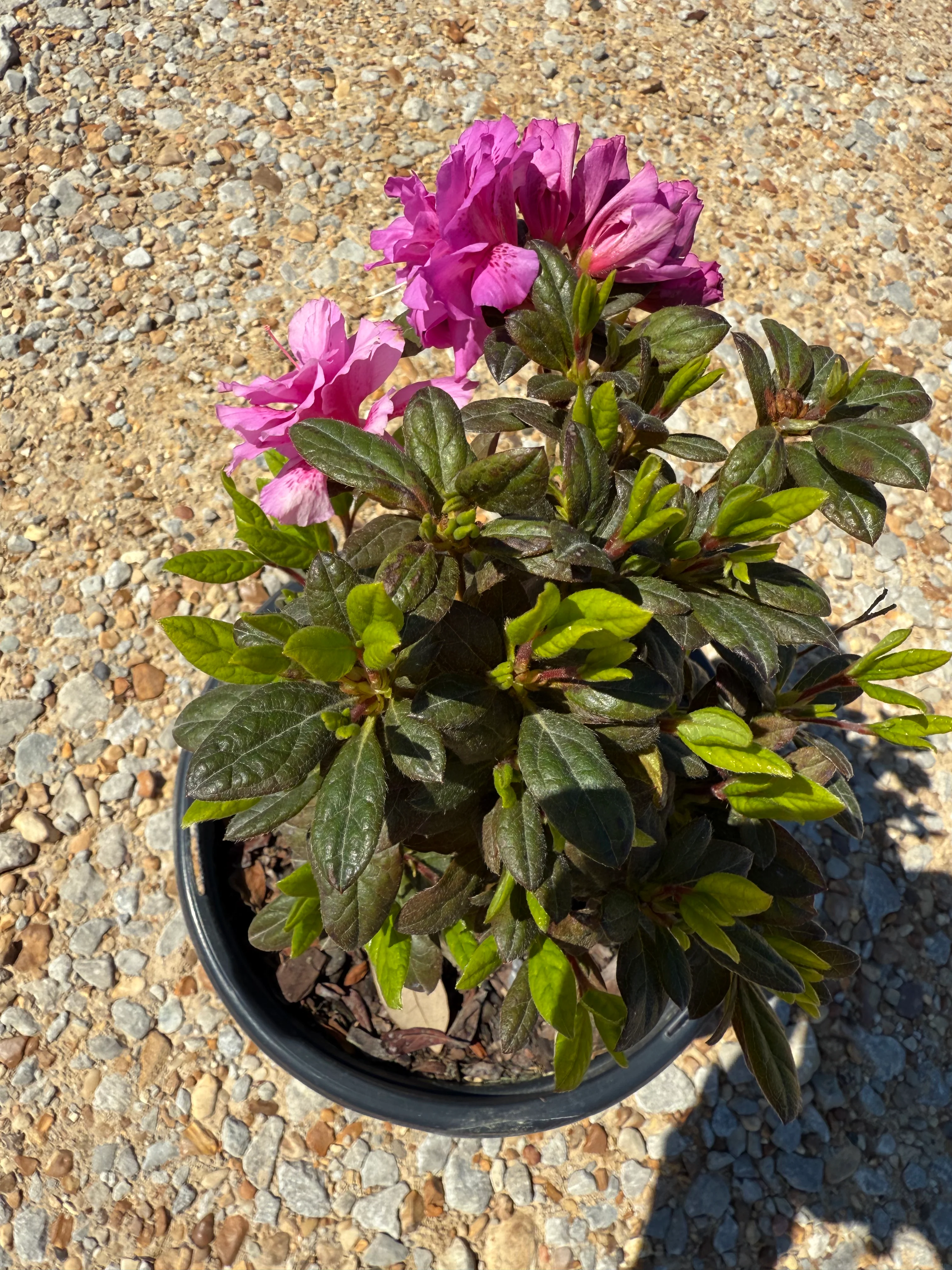 Encore Azalea Autumn Majesty® - Image 3