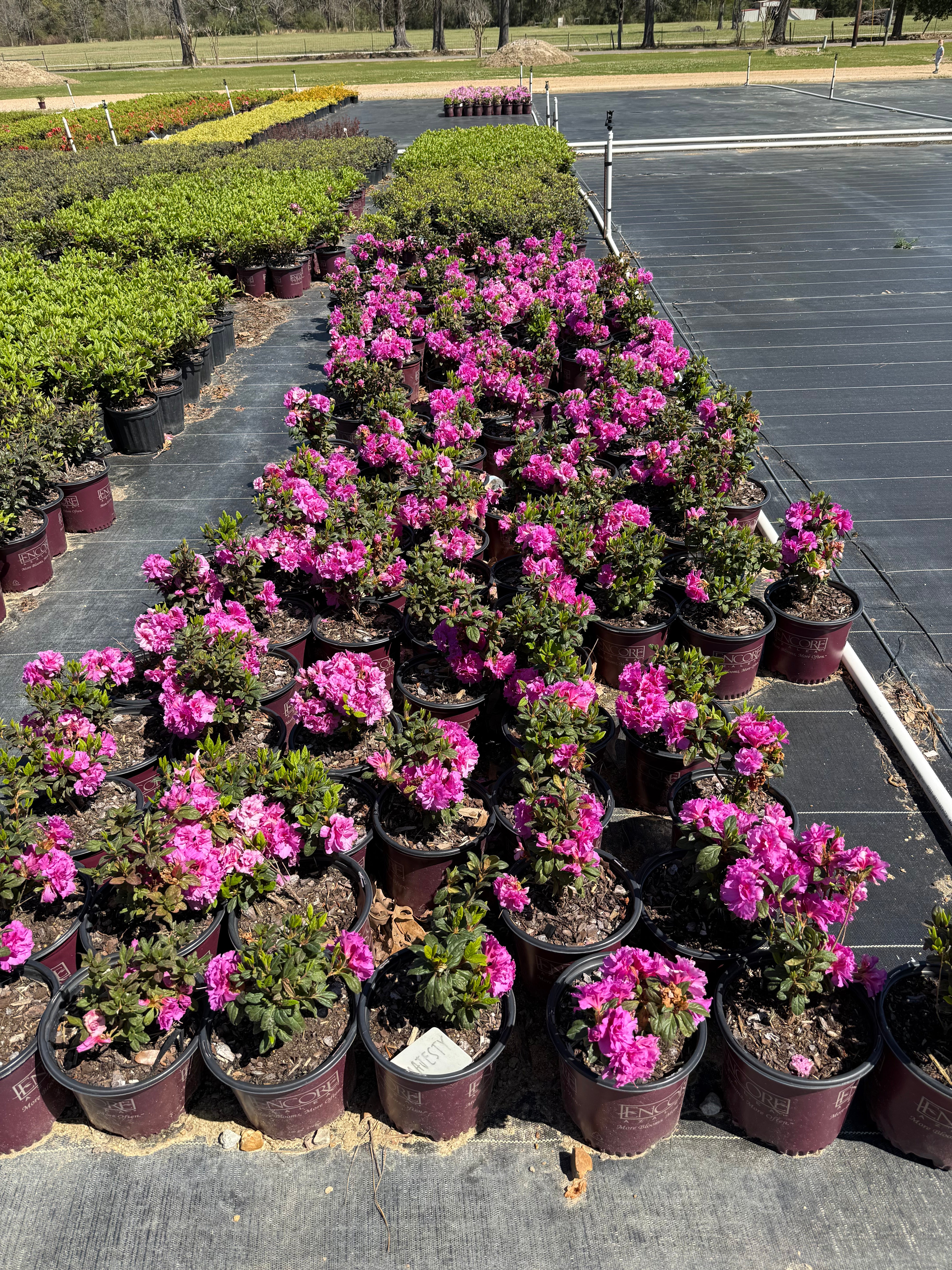 Encore Azalea Autumn Majesty® - Image 4
