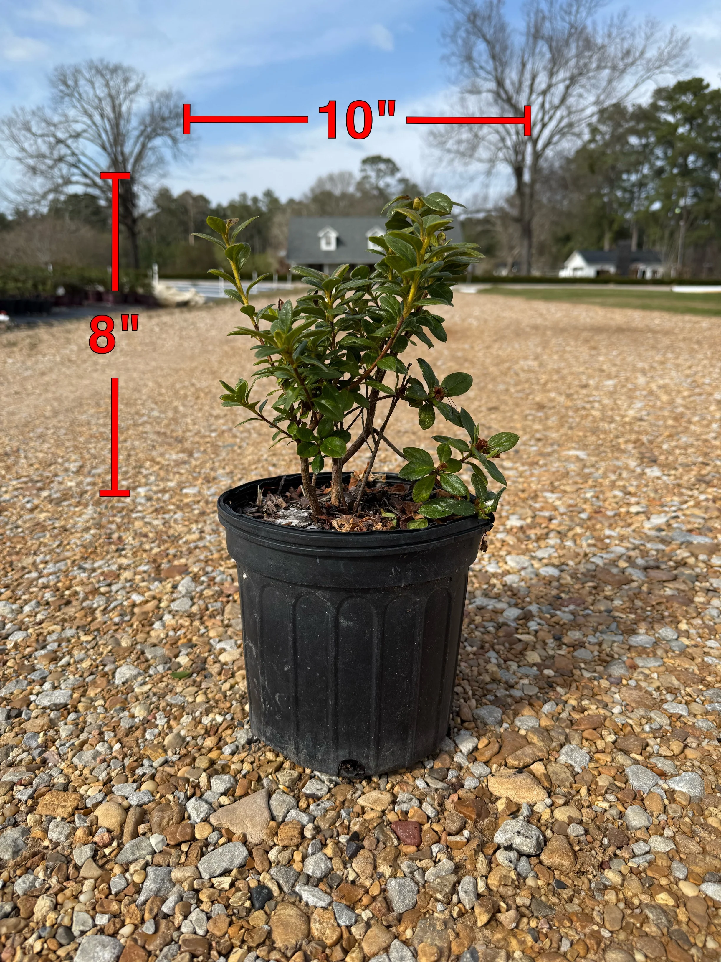 Encore Azalea Autumn Moonlight® - Image 2