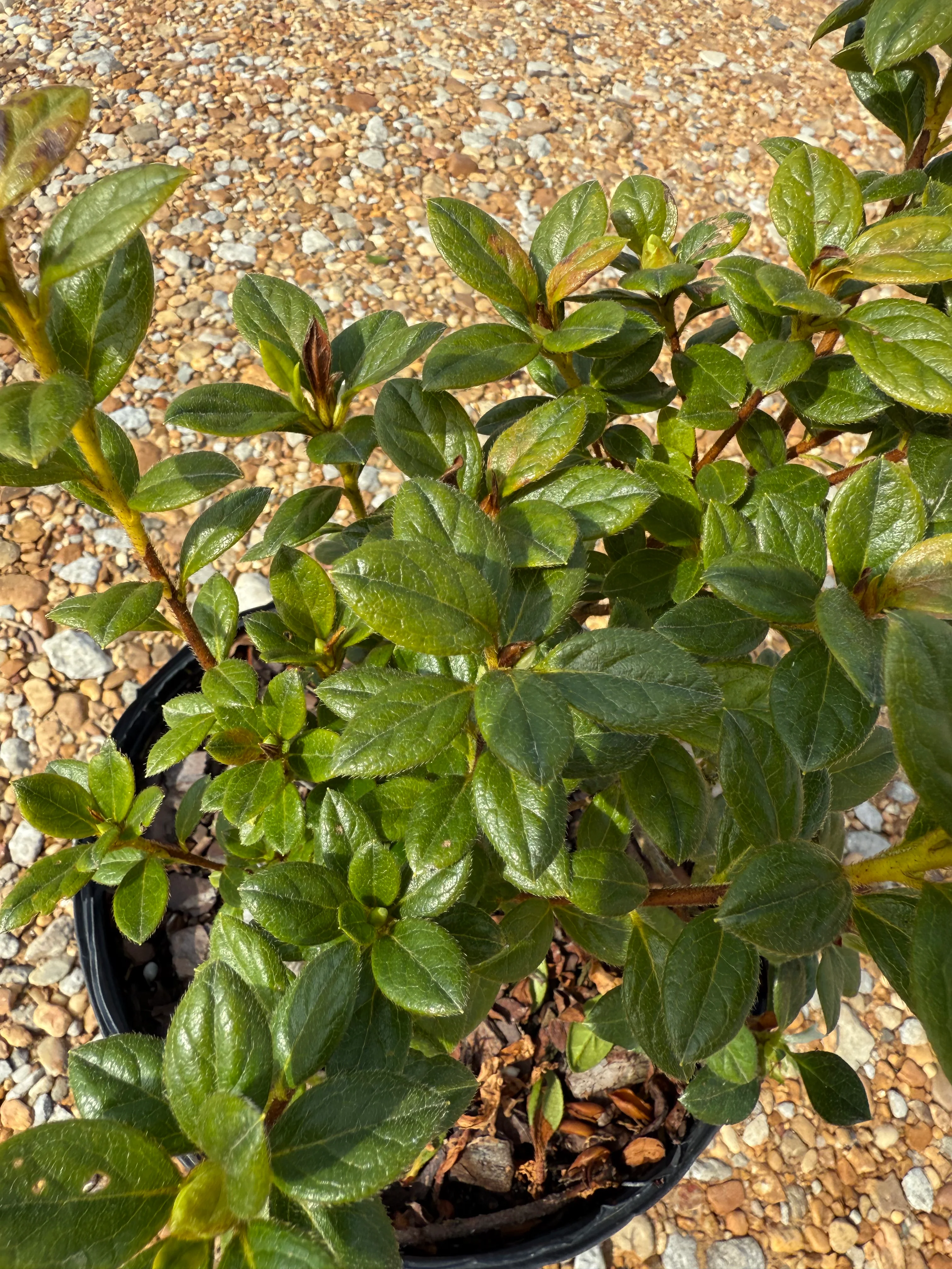 Encore Azalea Autumn Moonlight® - Image 4