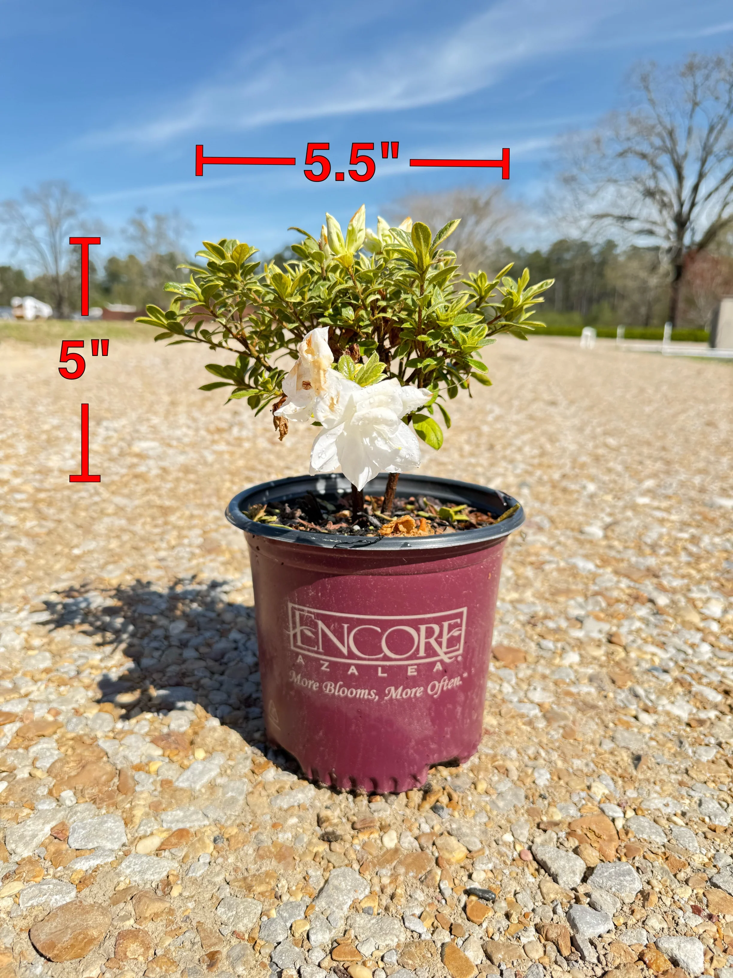 Encore Azalea Autumn Moonstruck™ - Image 2