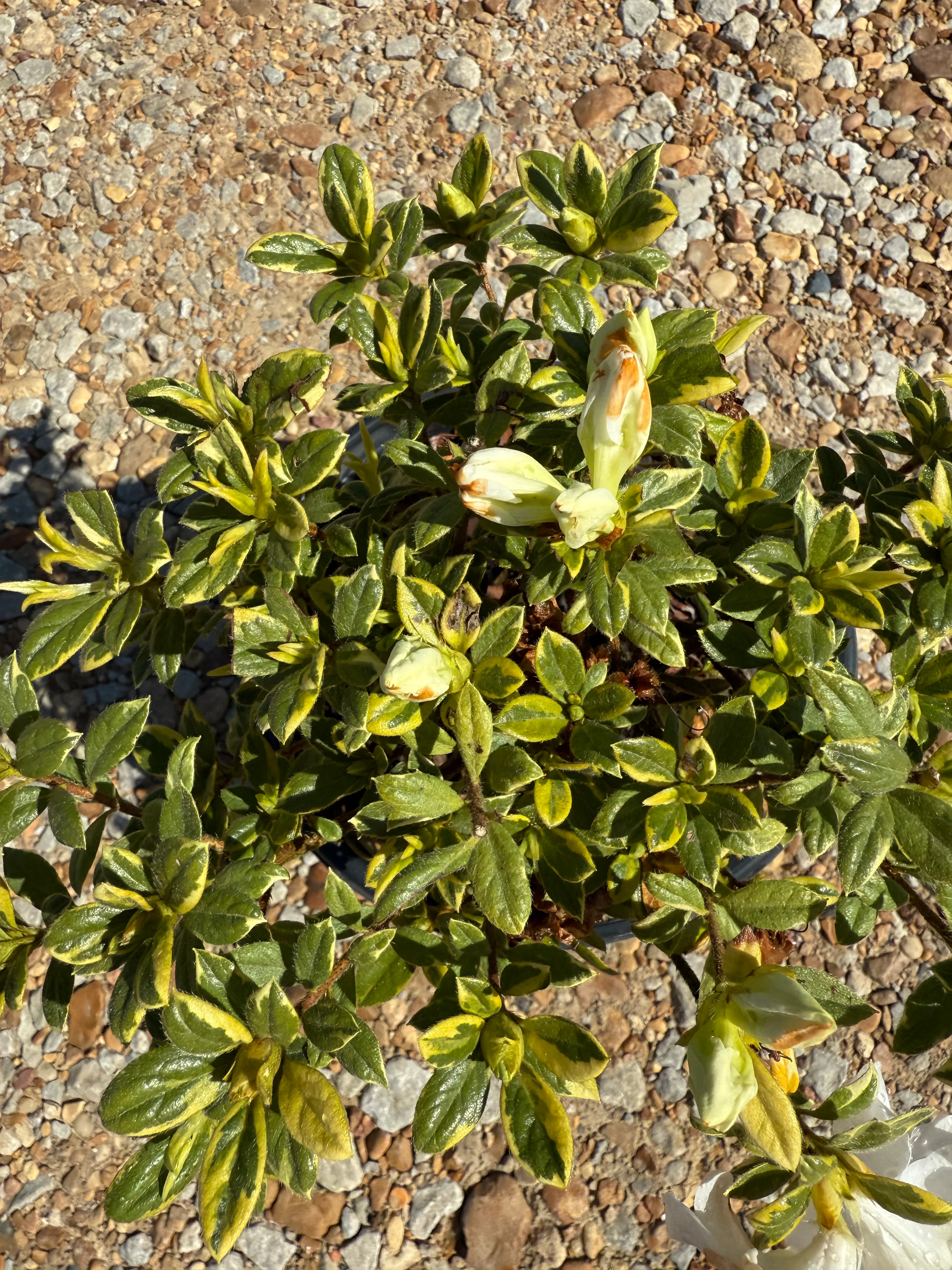 Encore Azalea Autumn Moonstruck™ - Image 3