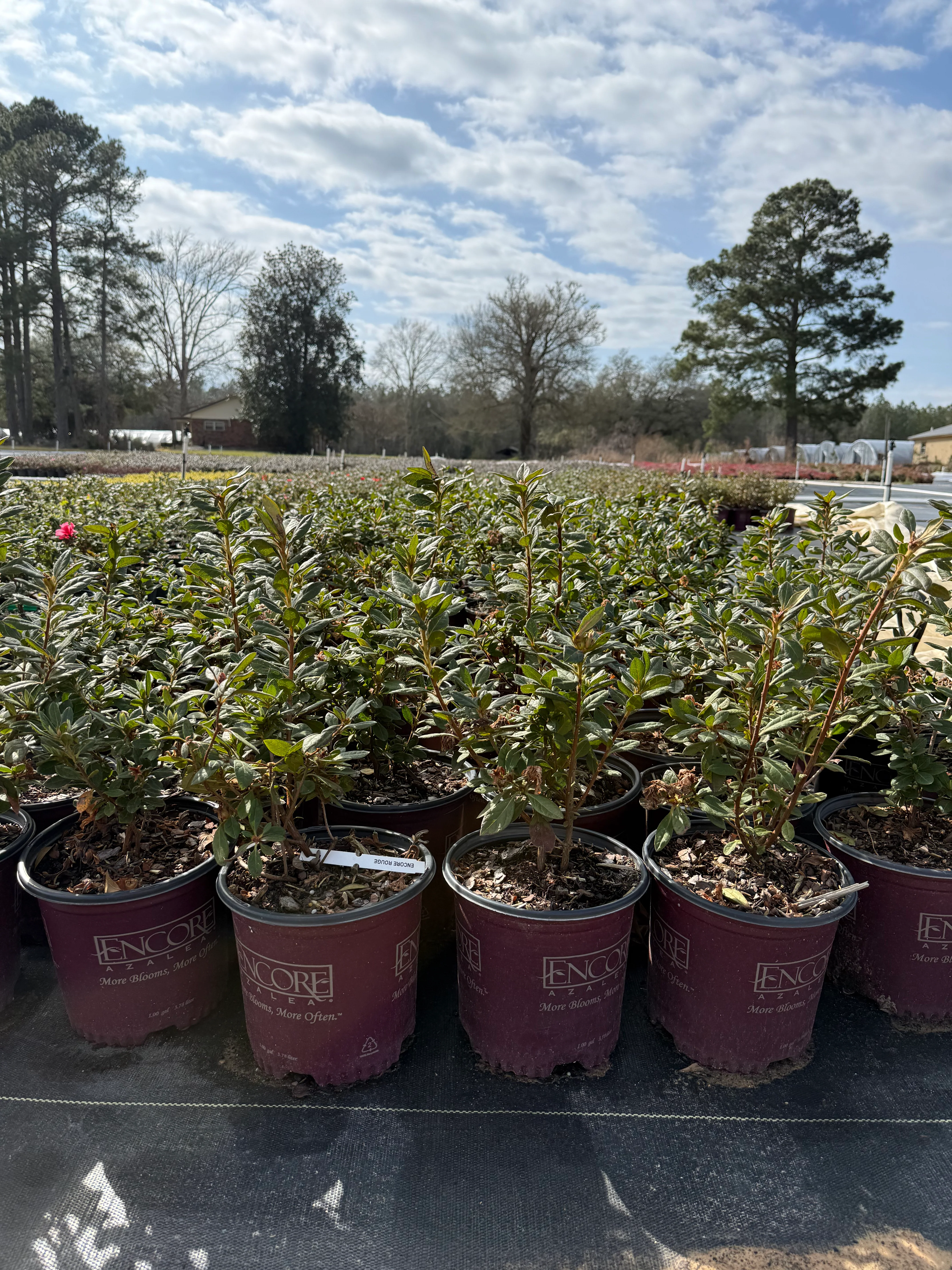 Encore Azalea Autumn Rouge® - Image 4