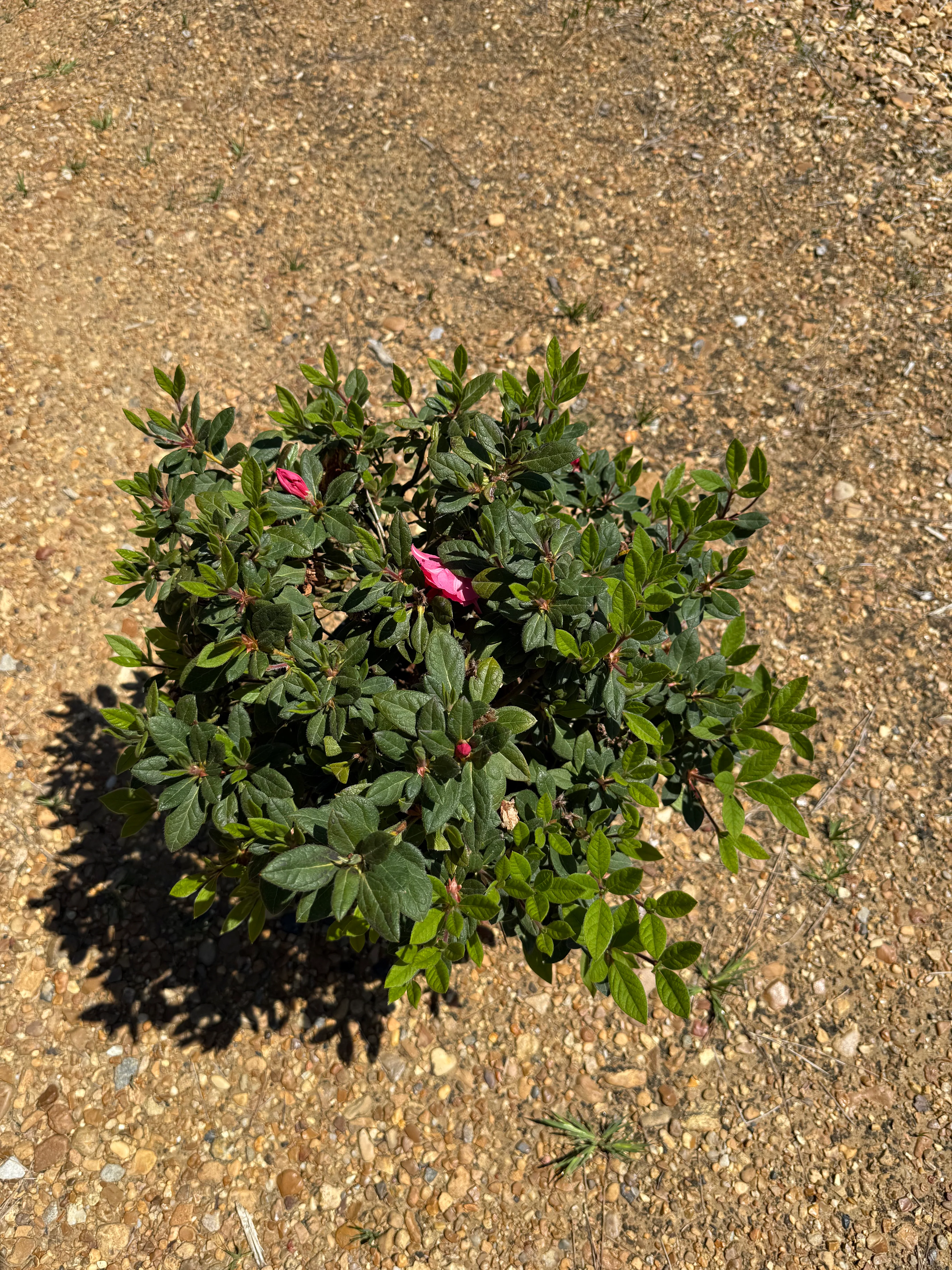 Encore Azalea Autumn Rouge® - Image 5