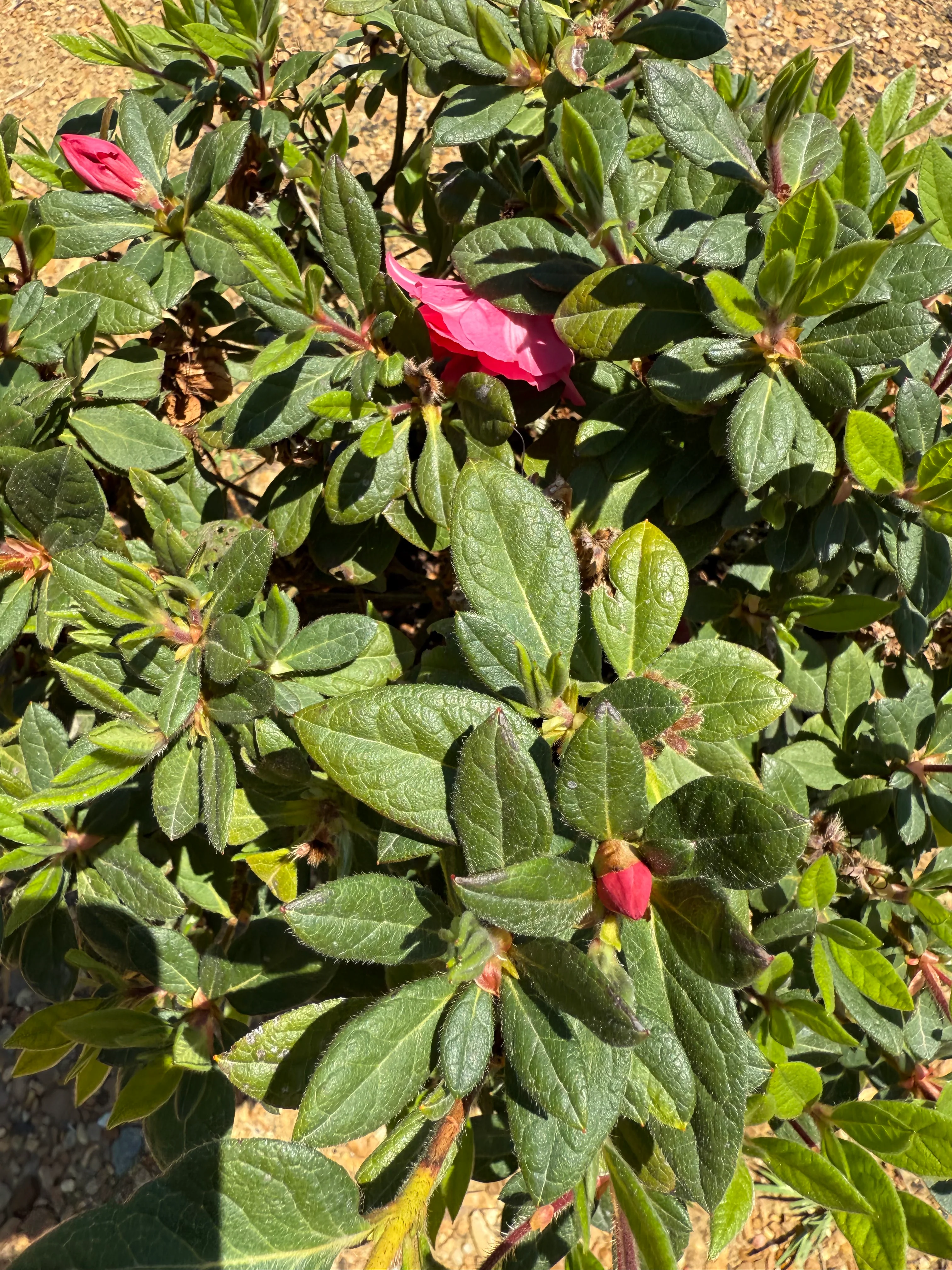 Encore Azalea Autumn Rouge® - Image 6