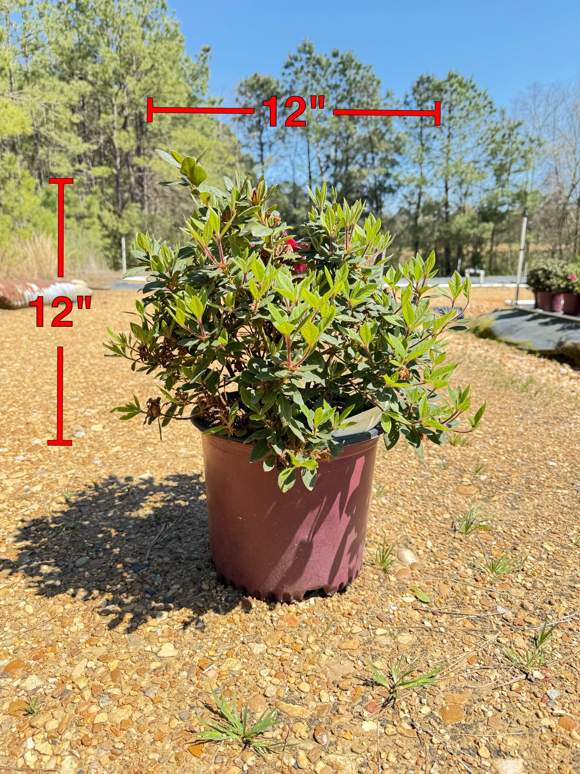 Encore Azalea Autumn Rouge® - Image 7