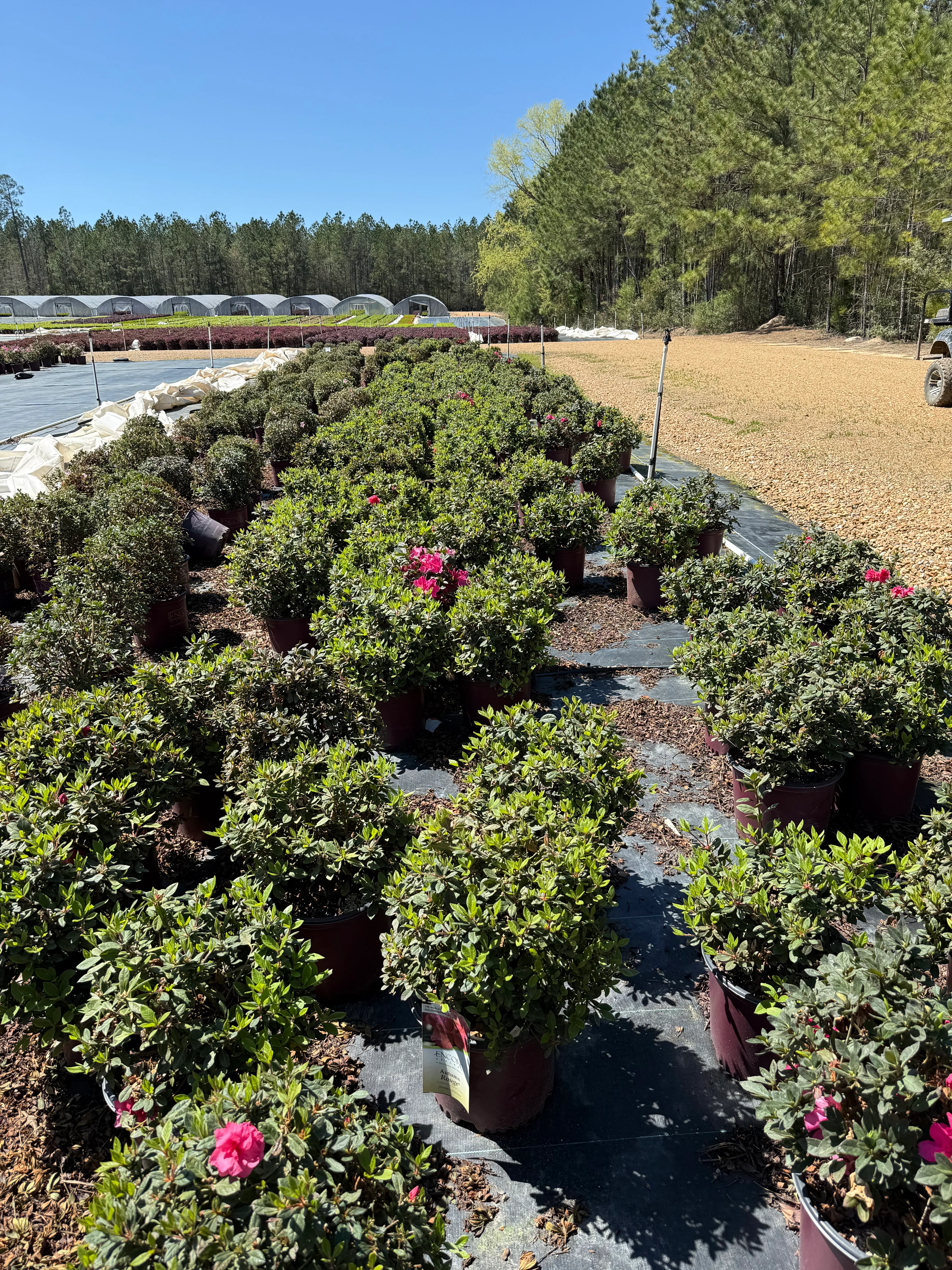 Encore Azalea Autumn Rouge® - Image 8