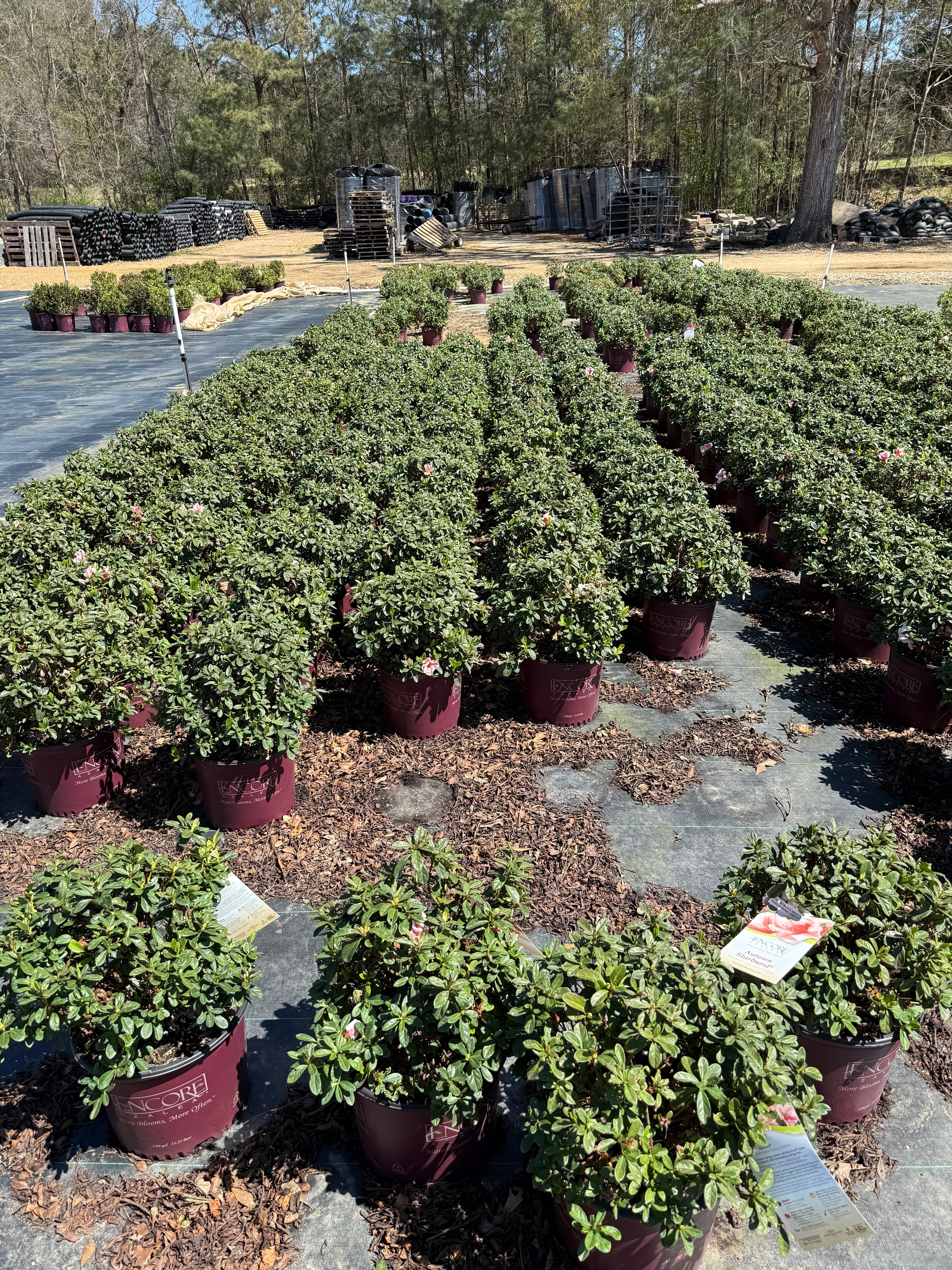 Encore Azalea Autumn Starburst® - Image 10