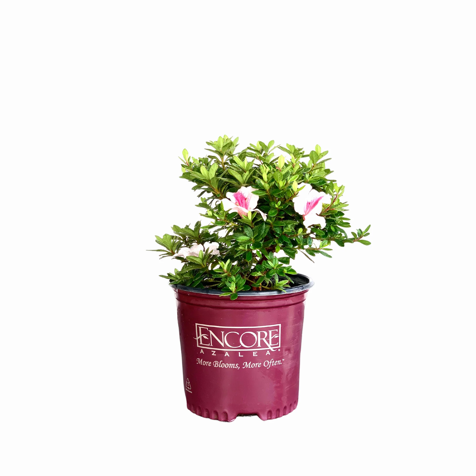 Encore Azalea Autumn Starburst® - Image 3