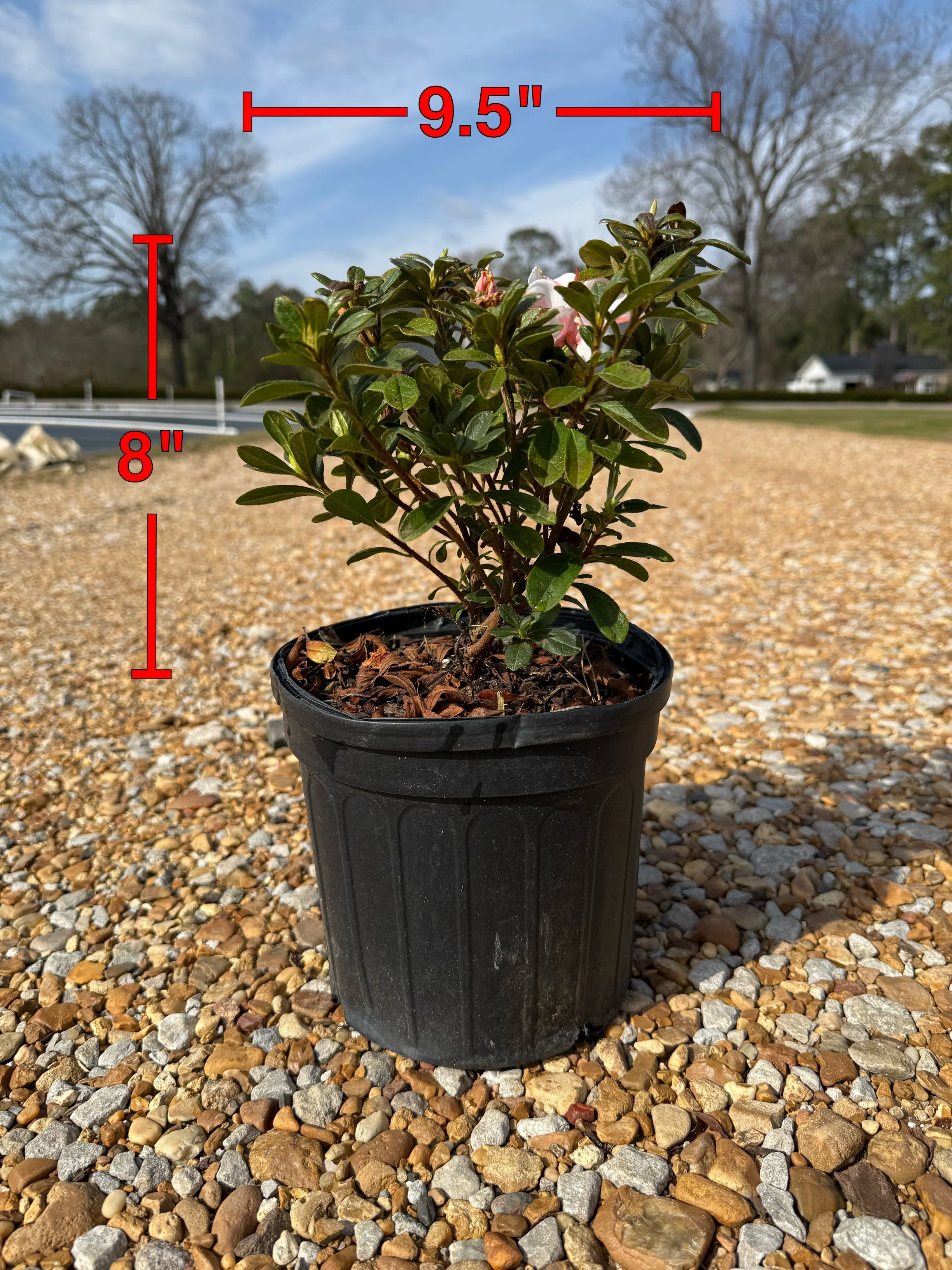 Encore Azalea Autumn Starburst® - Image 4