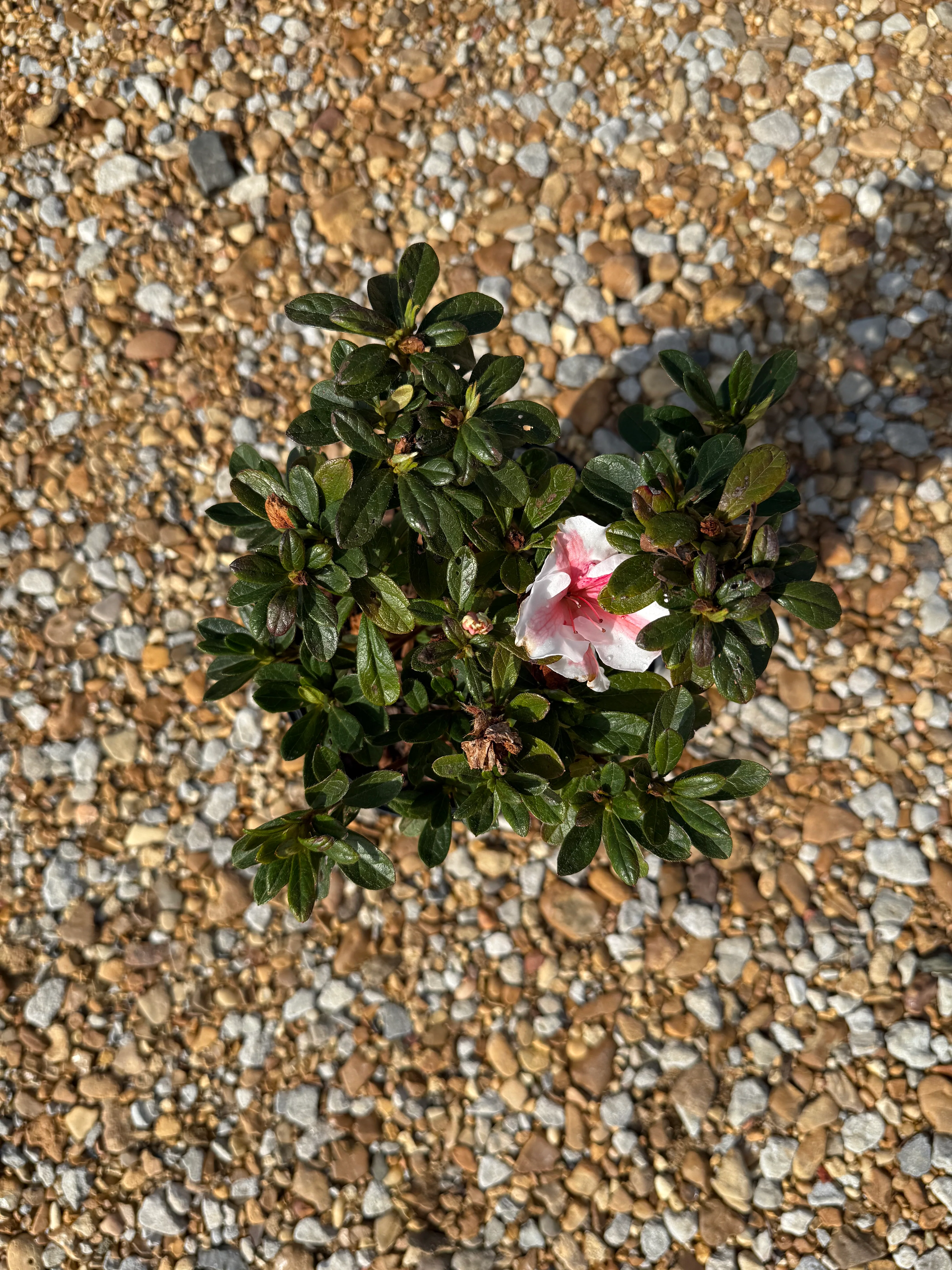 Encore Azalea Autumn Starburst® - Image 5