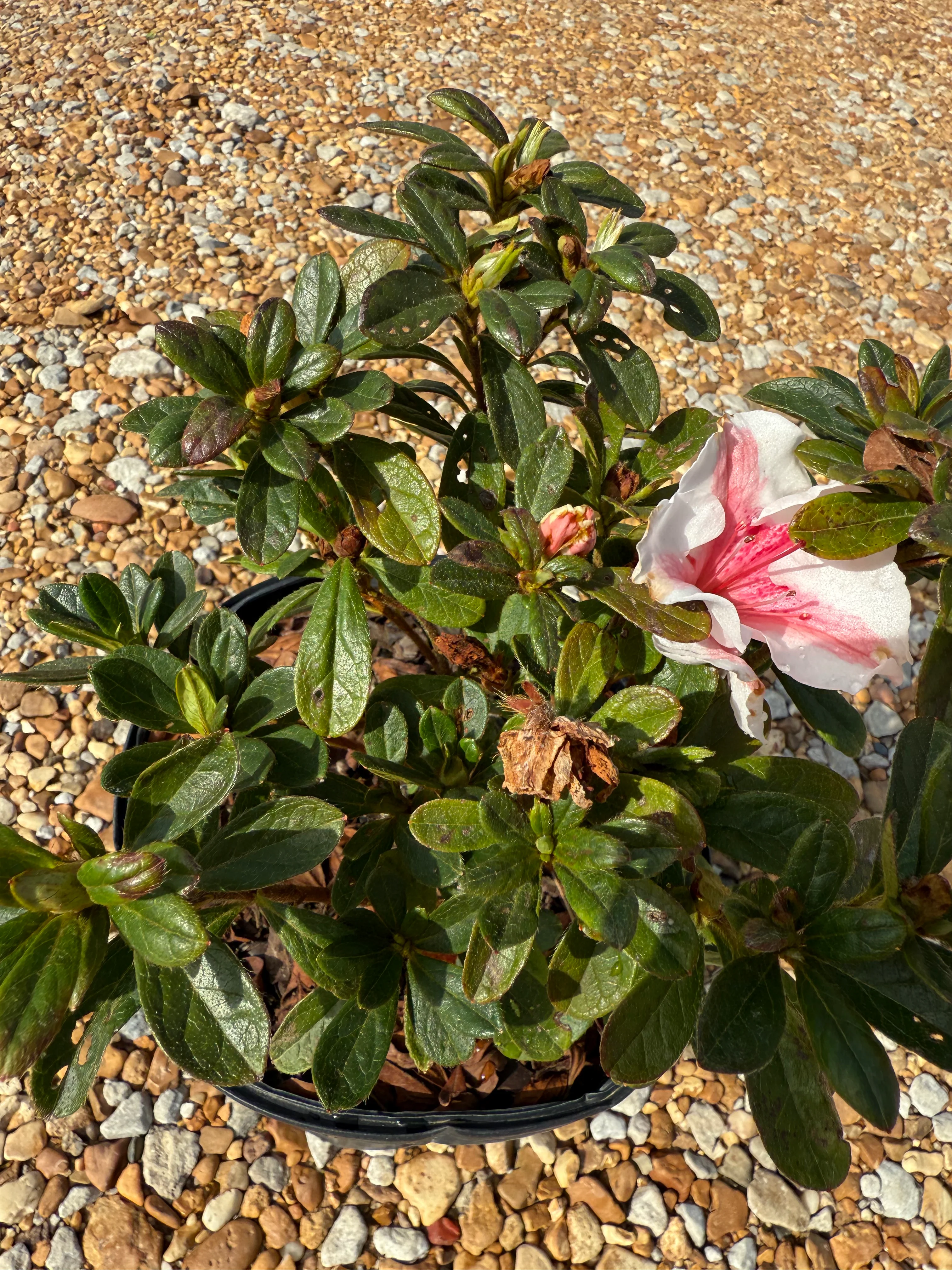 Encore Azalea Autumn Starburst® - Image 6