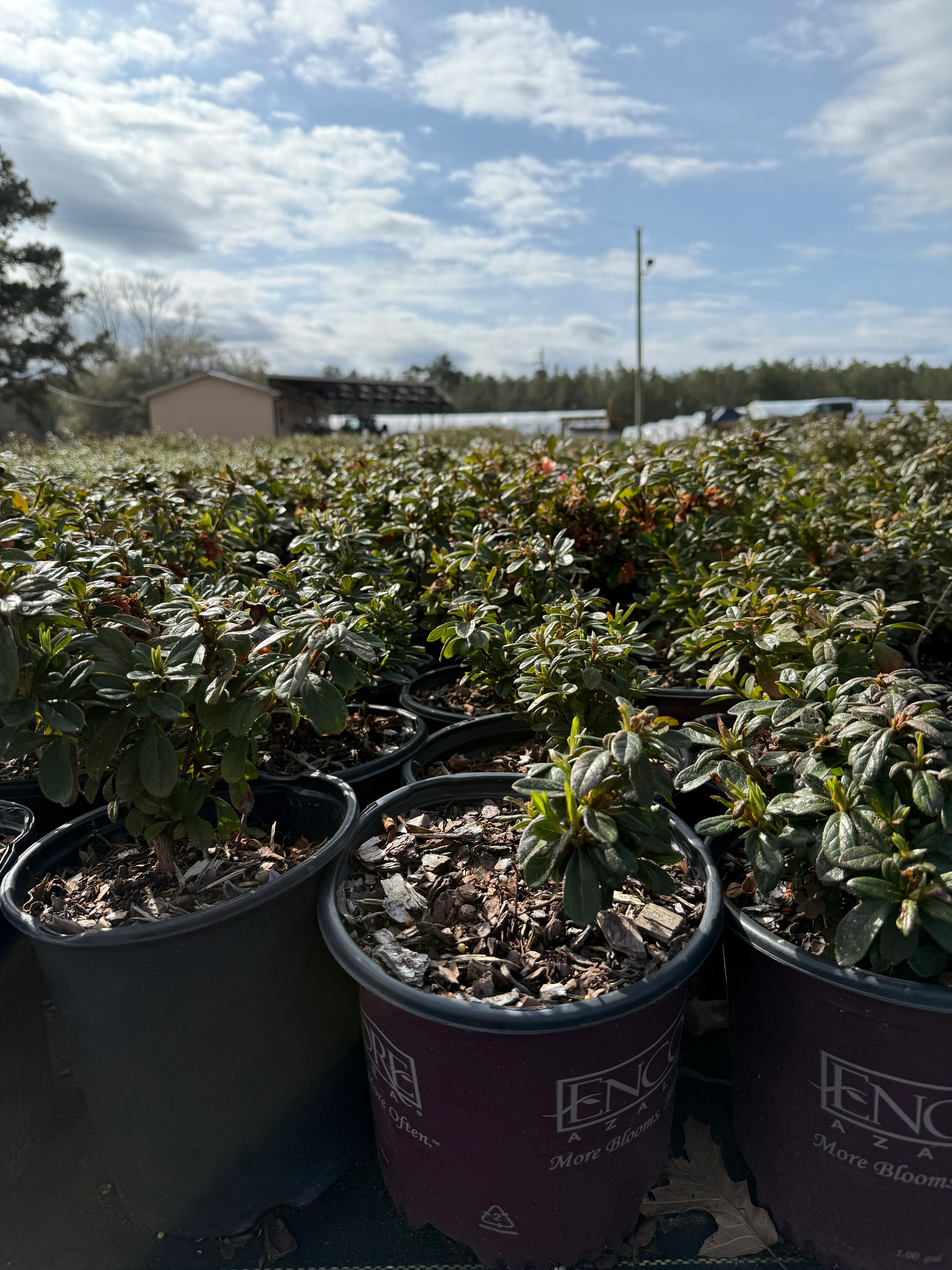 Encore Azalea Autumn Starburst® - Image 7