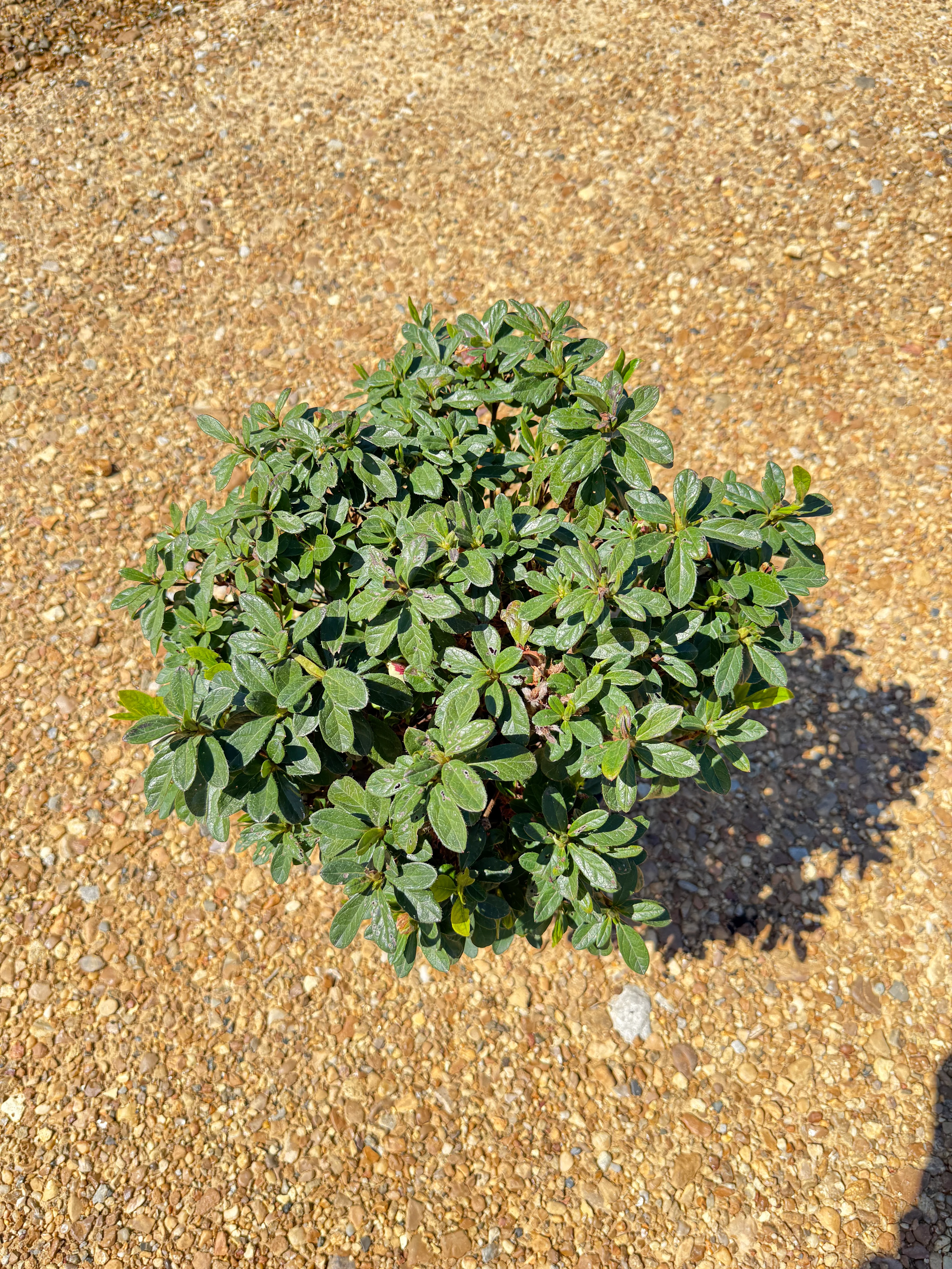 Encore Azalea Autumn Starburst® - Image 8