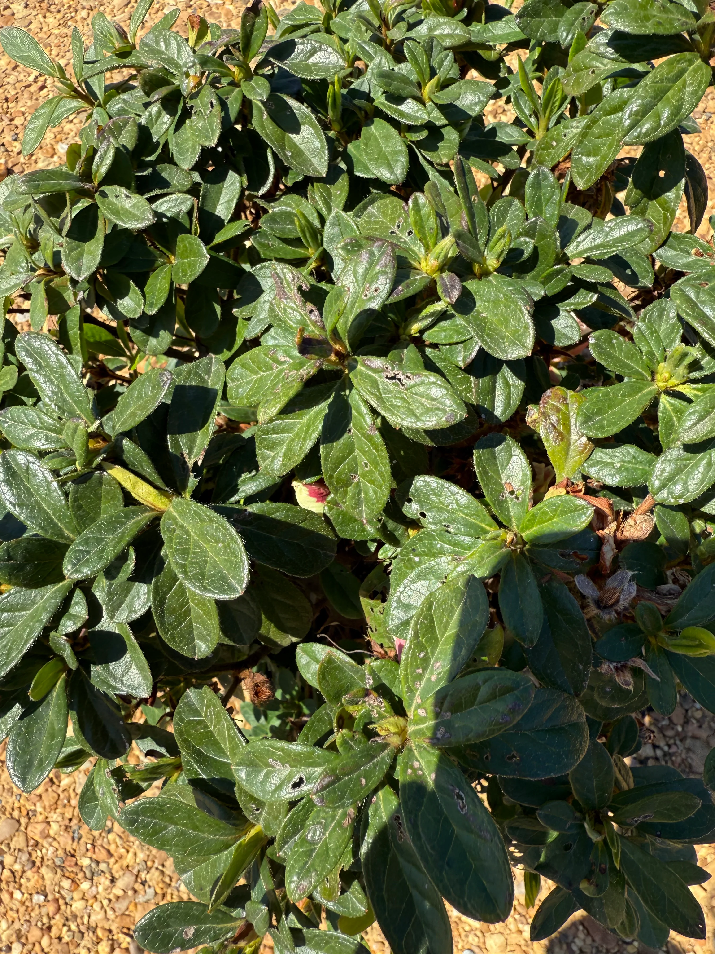 Encore Azalea Autumn Starburst® - Image 9