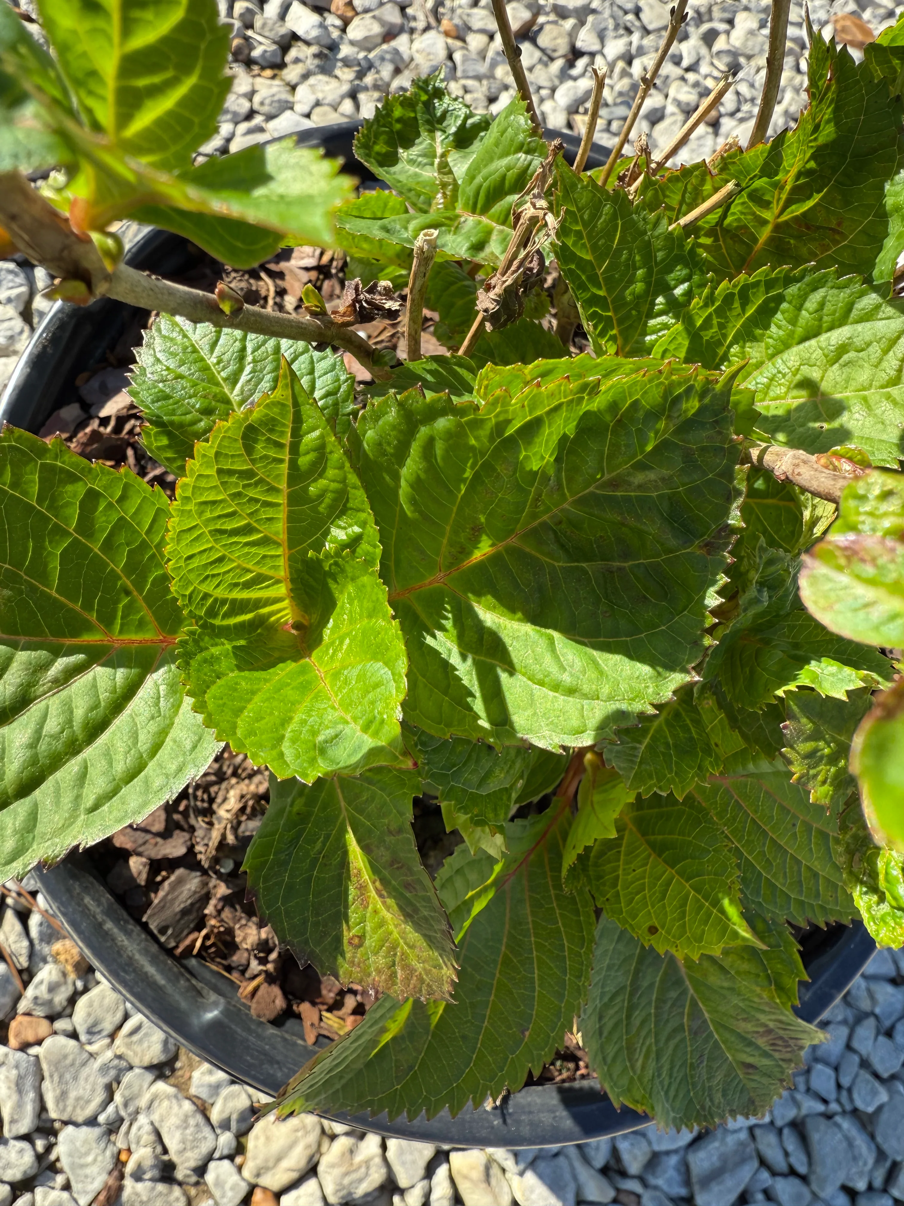 Endless Summer® BloomStruck® Reblooming Hydrangea - Image 3