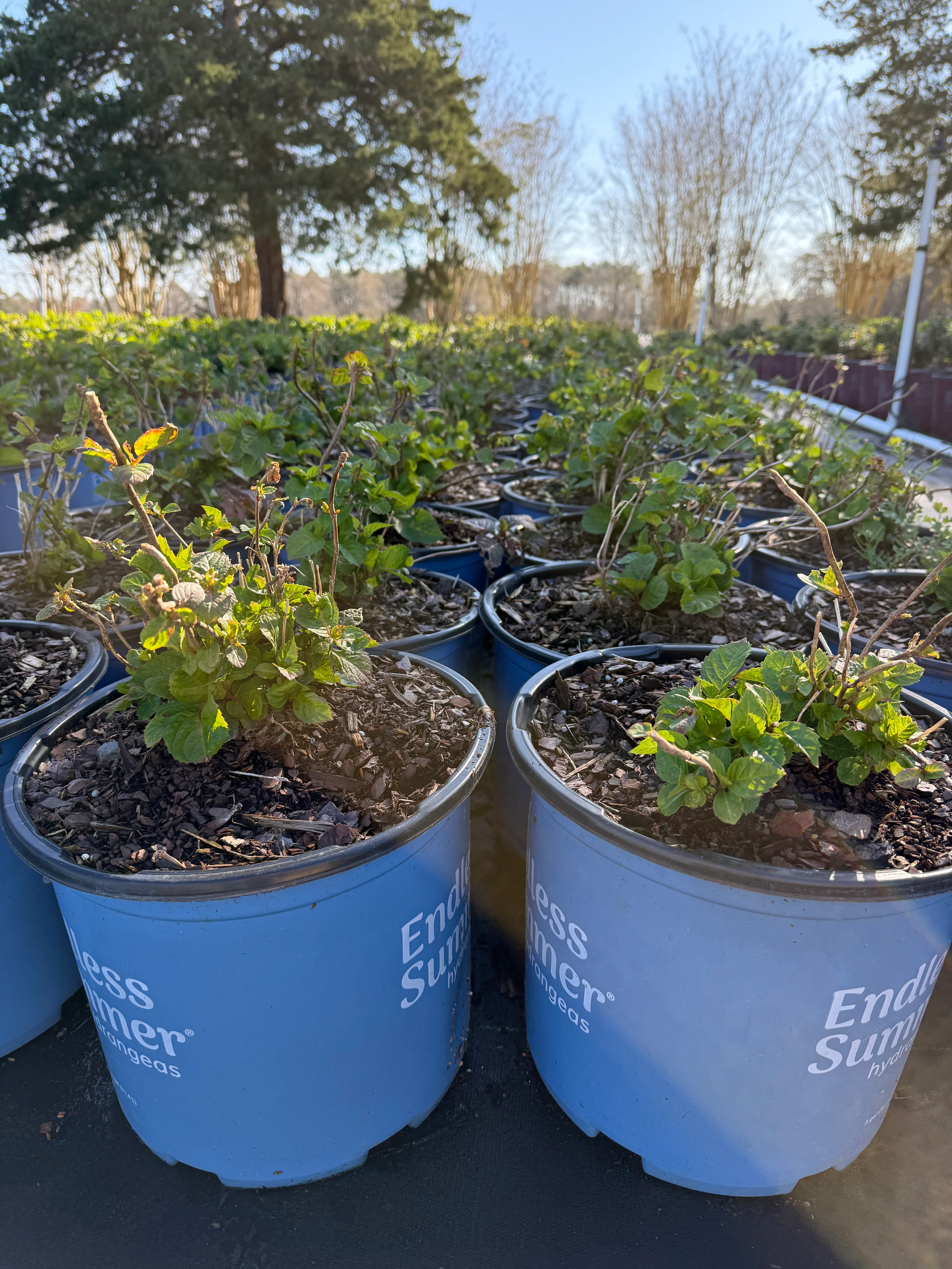 Endless Summer® BloomStruck® Reblooming Hydrangea - Image 4