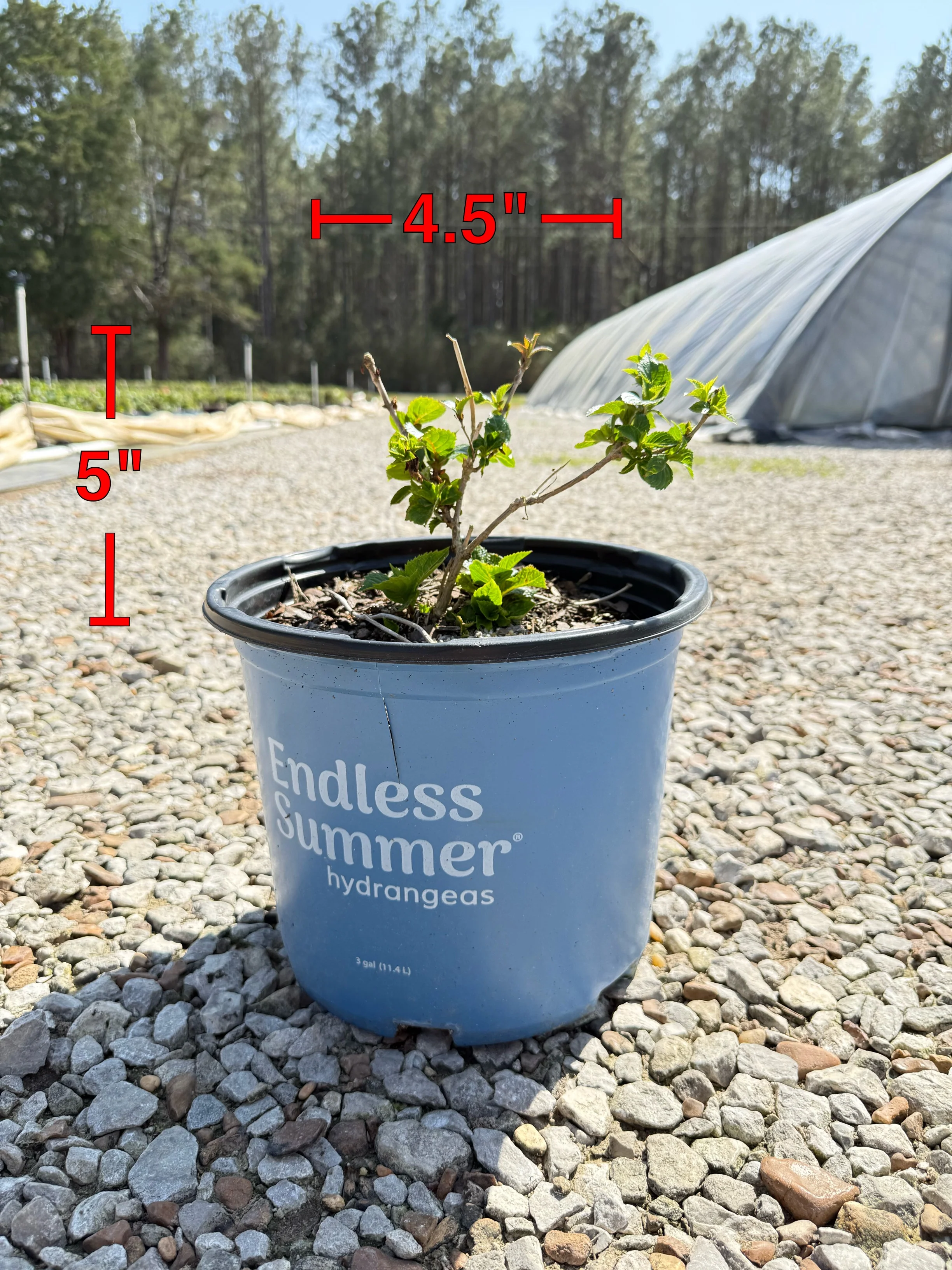 Endless Summer® Pop Star® Reblooming Hydrangea