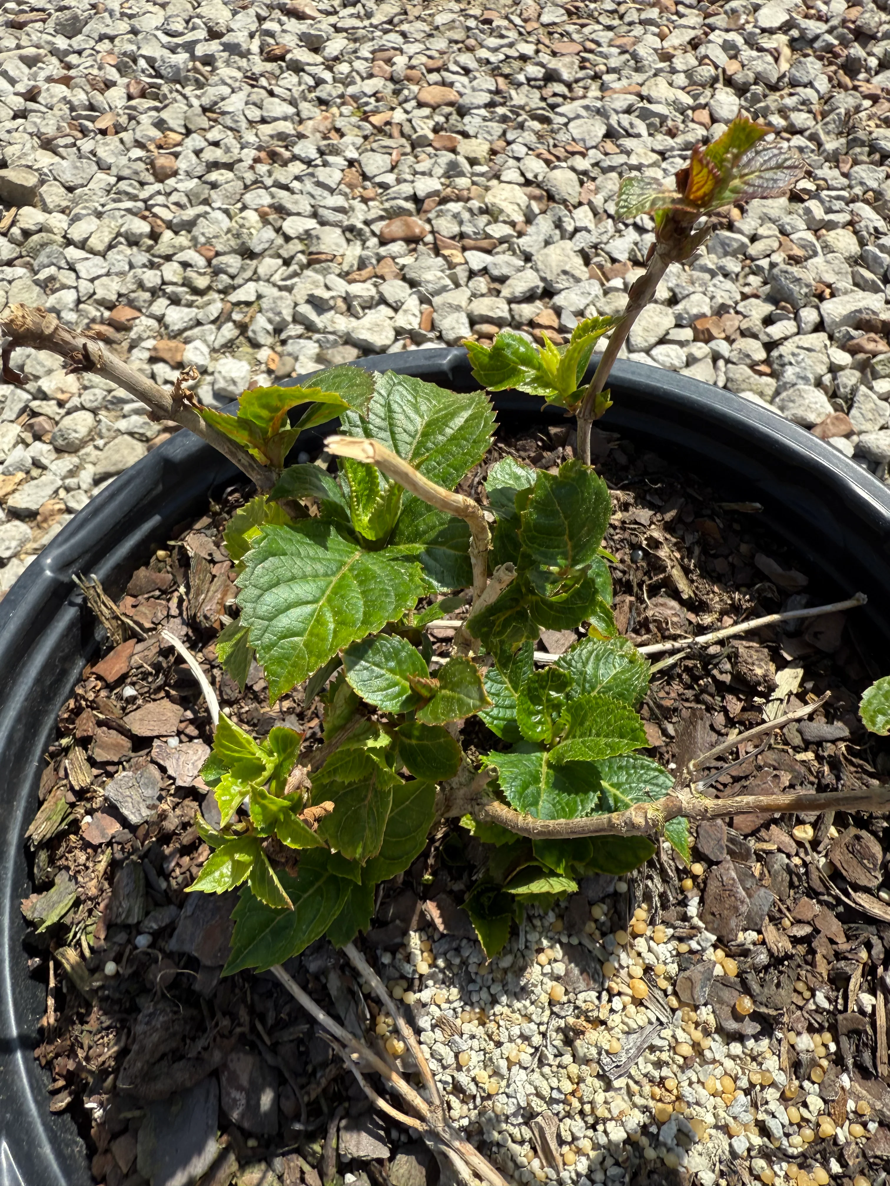 Endless Summer® Pop Star® Reblooming Hydrangea - Image 3