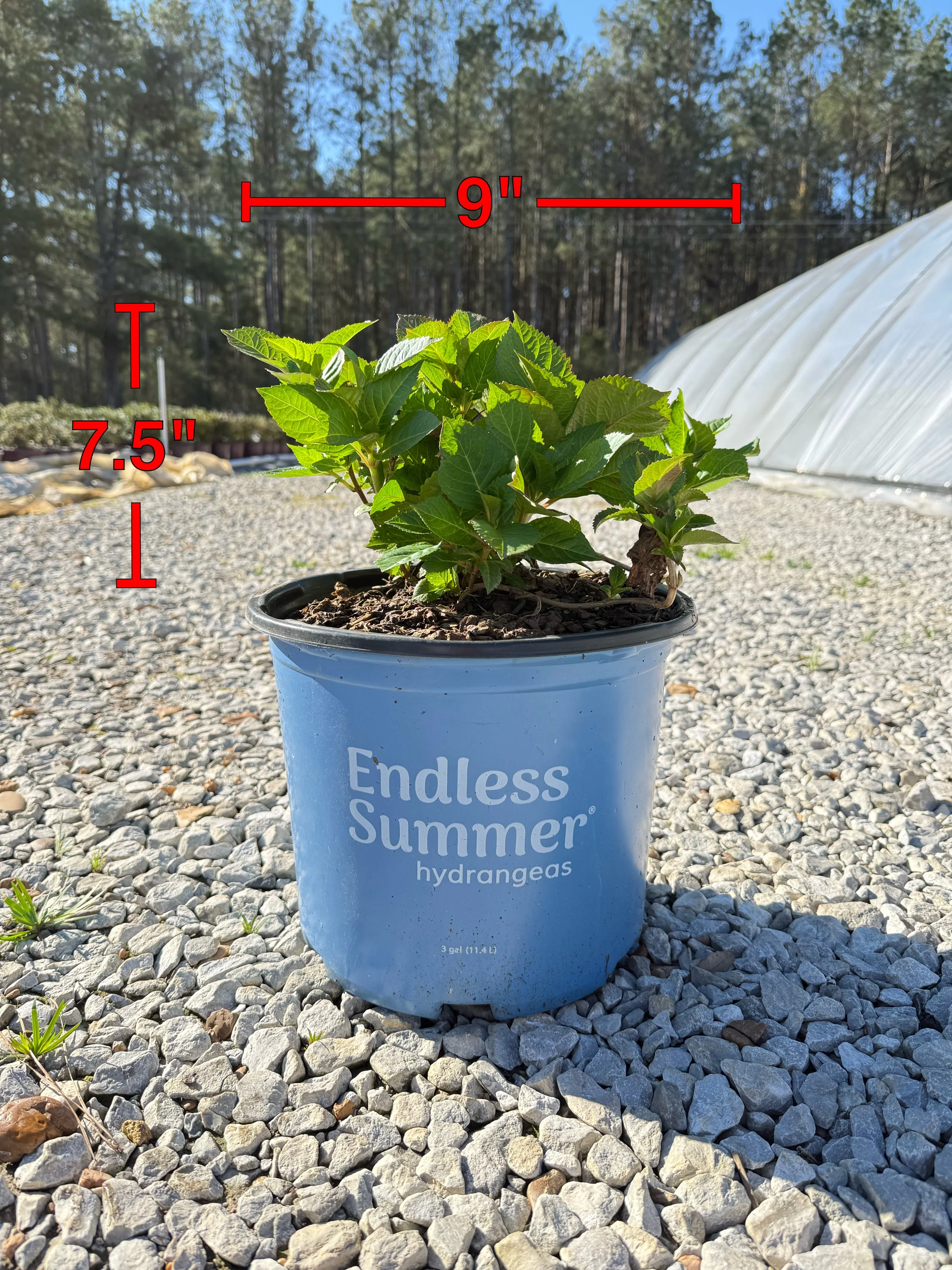 Endless Summer® Twist-n-Shout® Reblooming Hydrangea