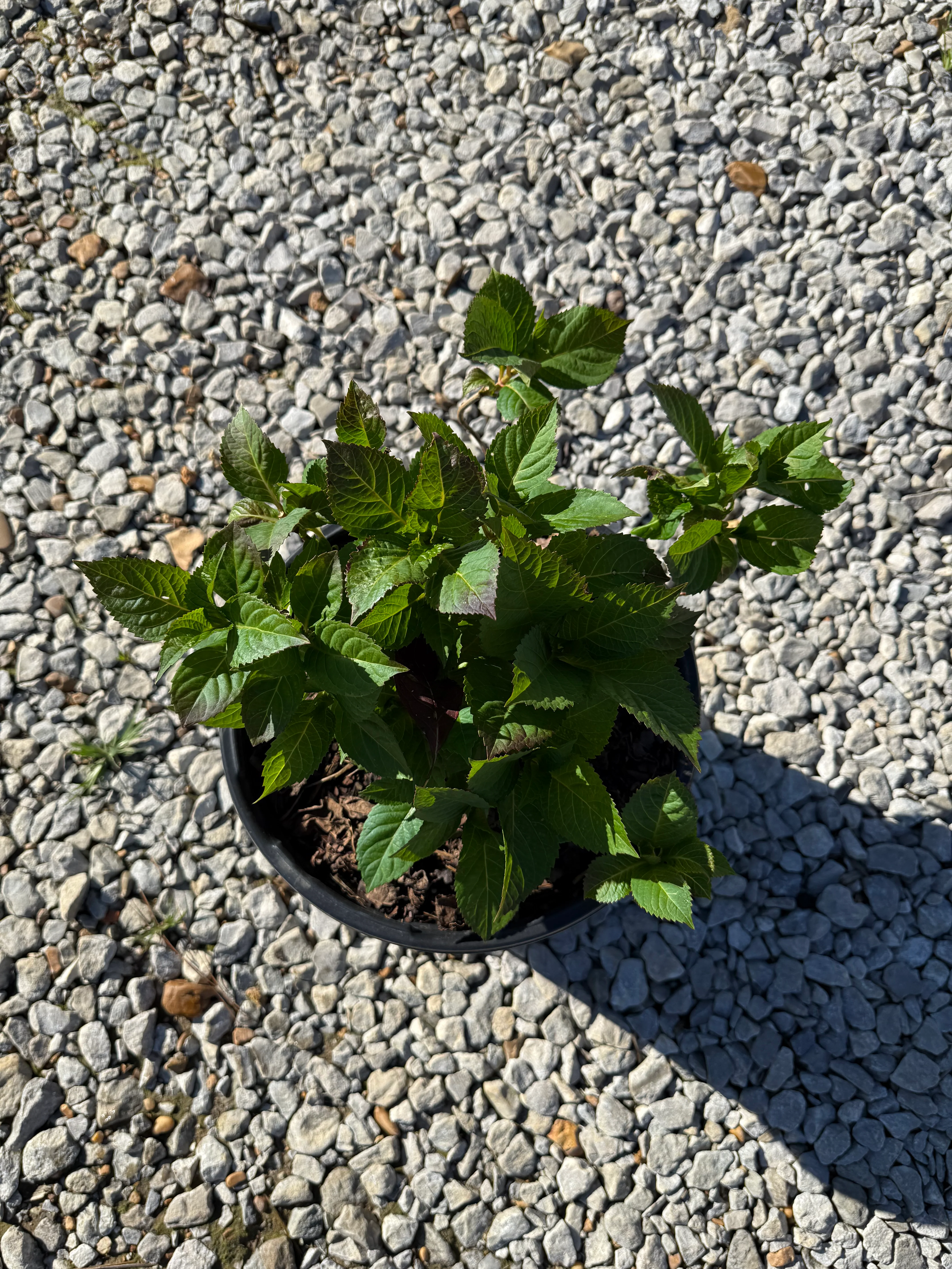 Endless Summer® Twist-n-Shout® Reblooming Hydrangea - Image 2