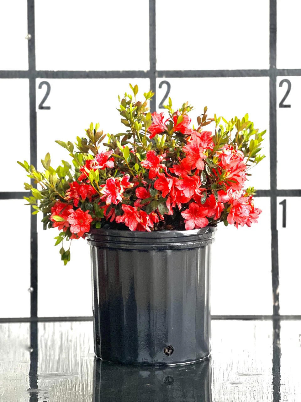 Fashion Azalea - Image 18