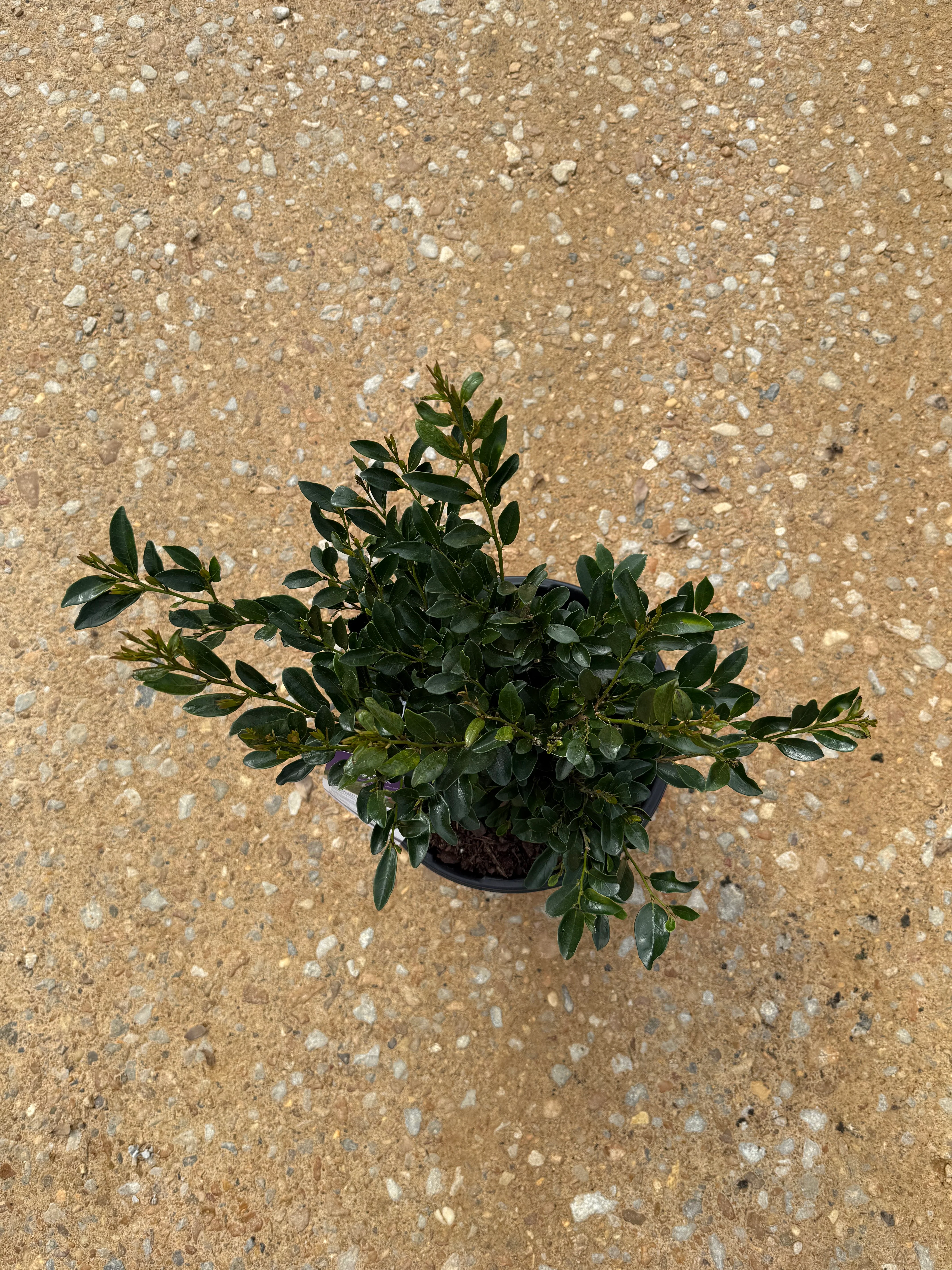 First Editions Linebacker™ Distylium - Image 2