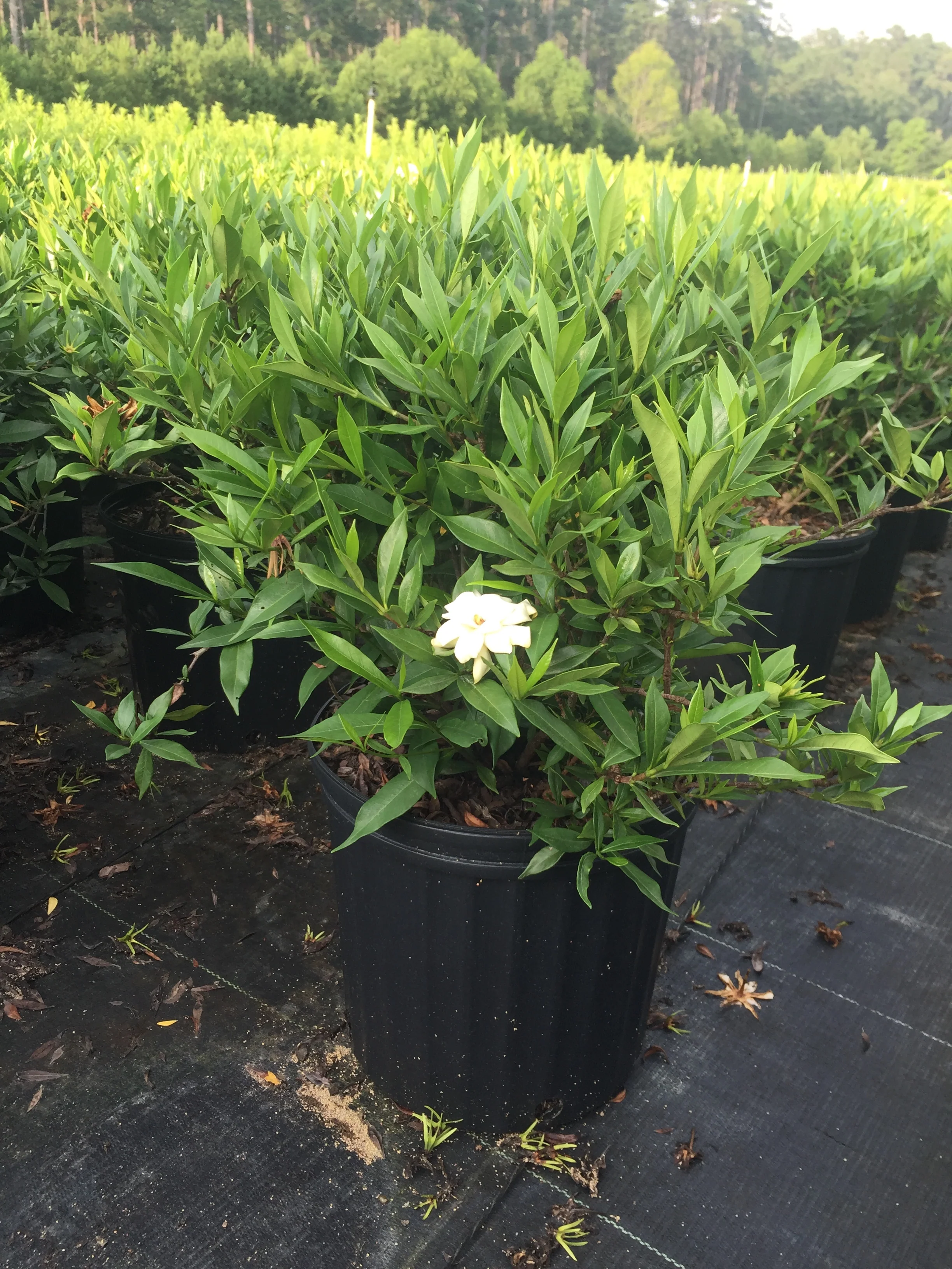 Frost Proof Gardenia - Image 2