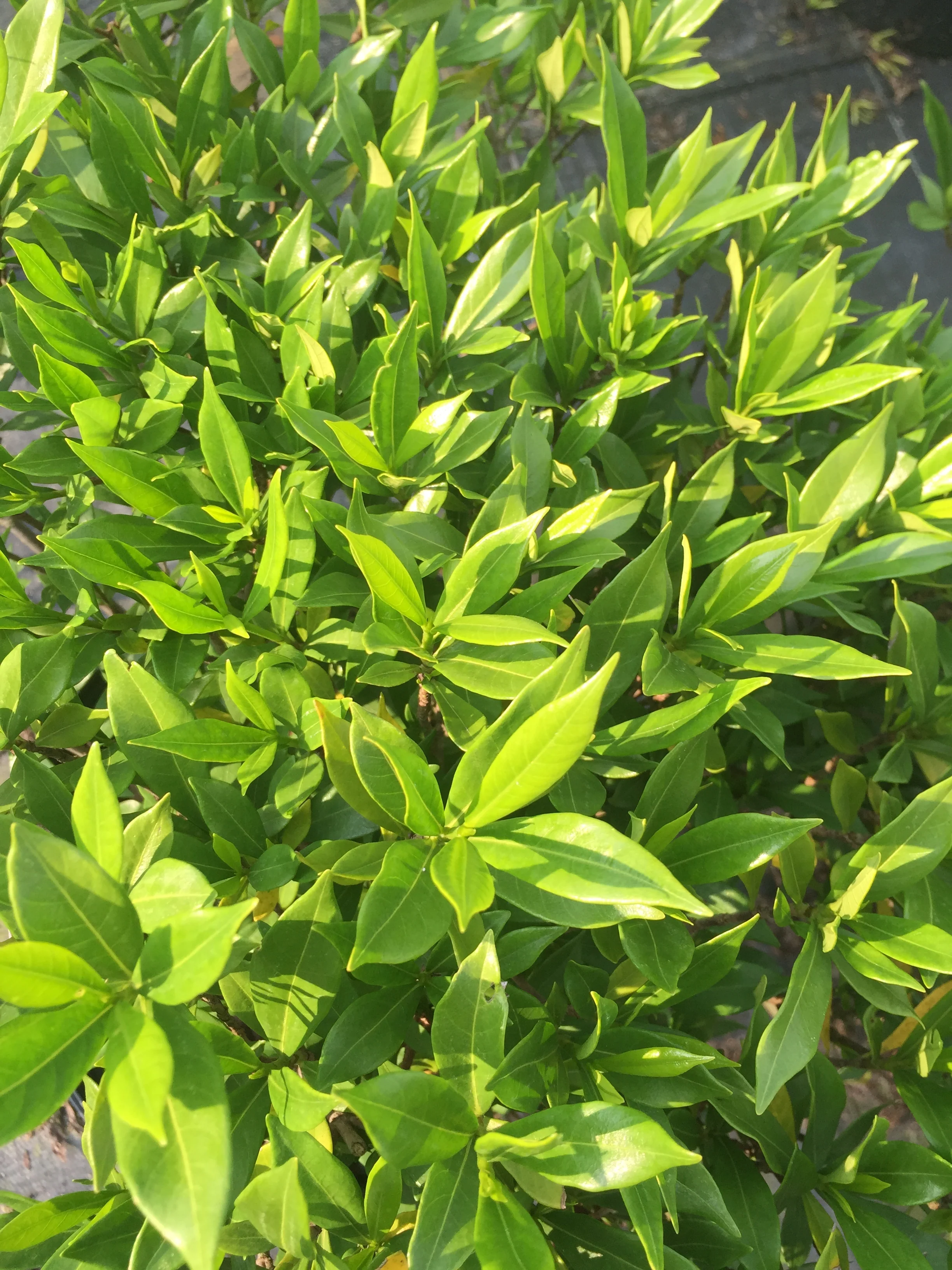 Frost Proof Gardenia - Image 4