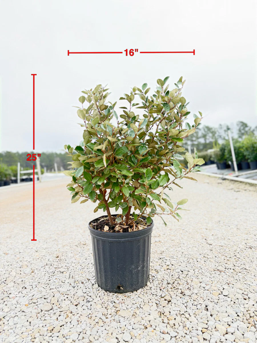 Fruitlandii Elaeagnus