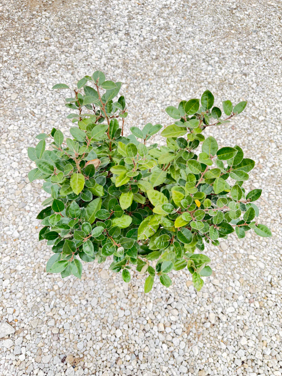 Fruitlandii Elaeagnus - Image 2