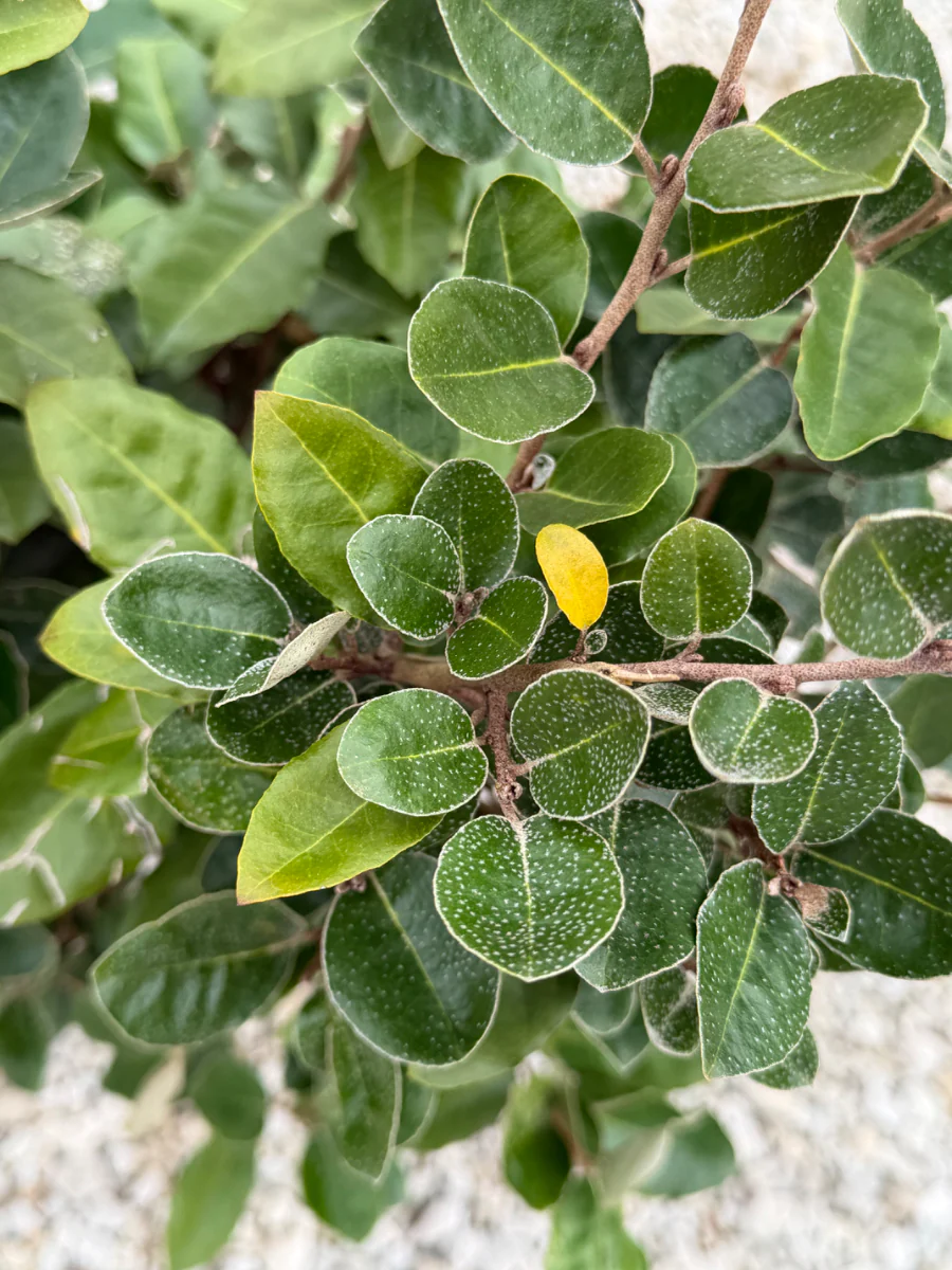 Fruitlandii Elaeagnus - Image 3