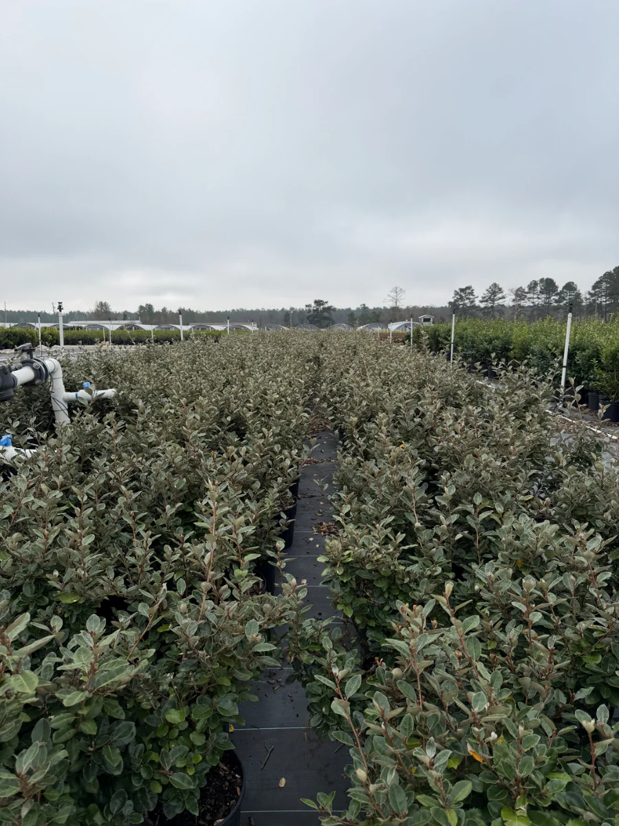 Fruitlandii Elaeagnus - Image 4
