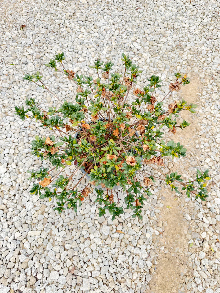 Hardy Gardenia - Image 2