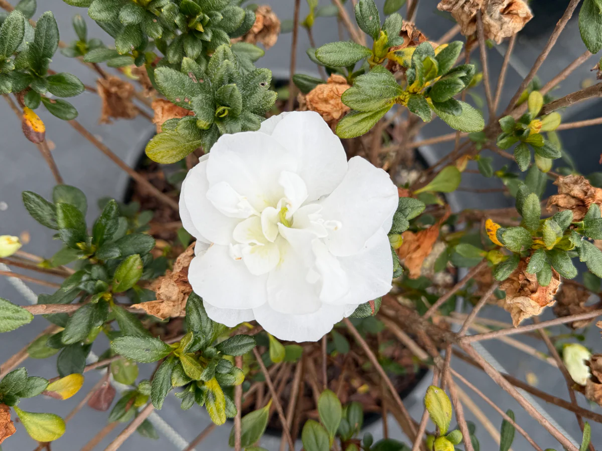 Hardy Gardenia - Image 3