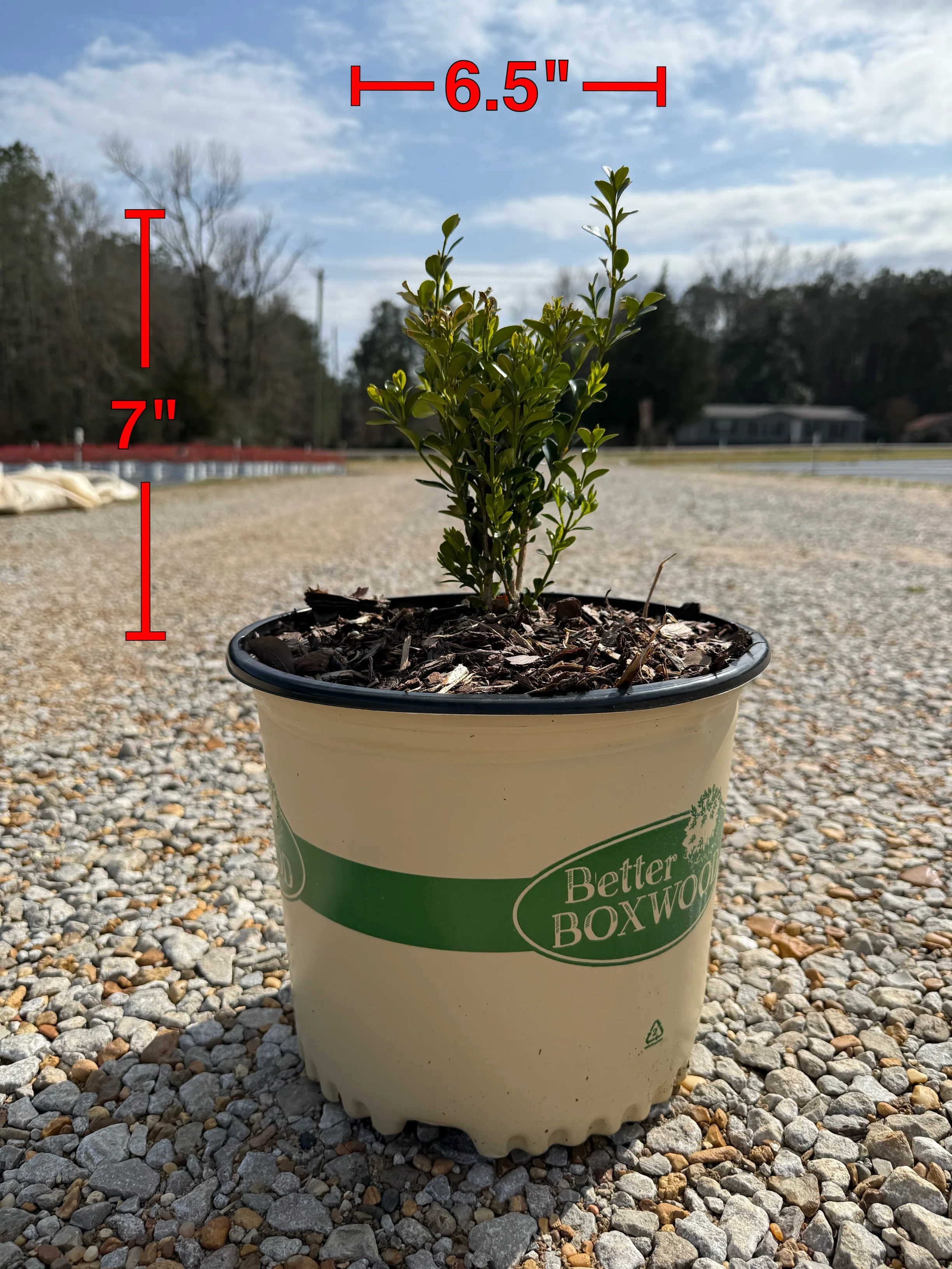 Heritage™ Better Boxwood - Image 2