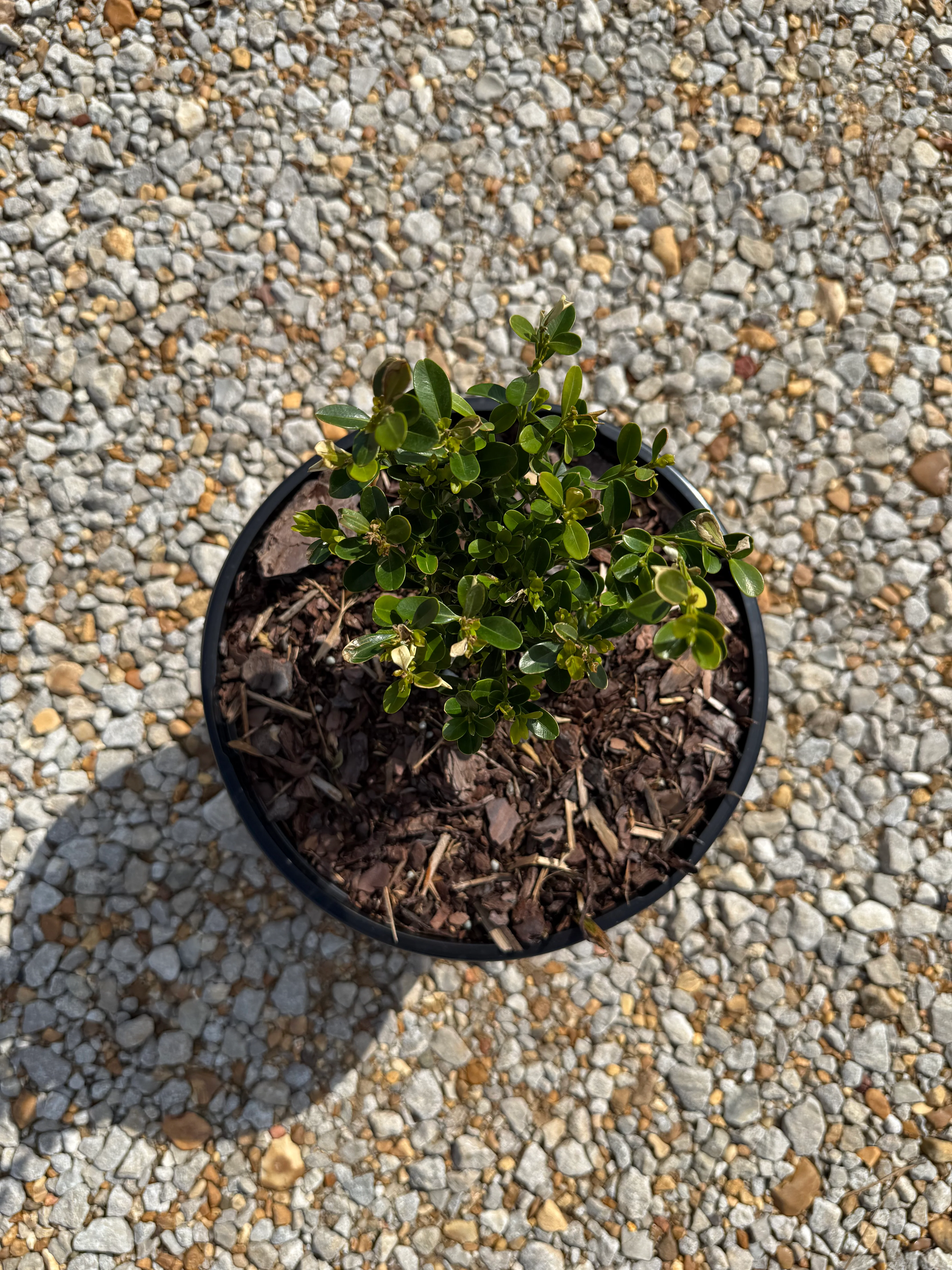 Heritage™ Better Boxwood - Image 3