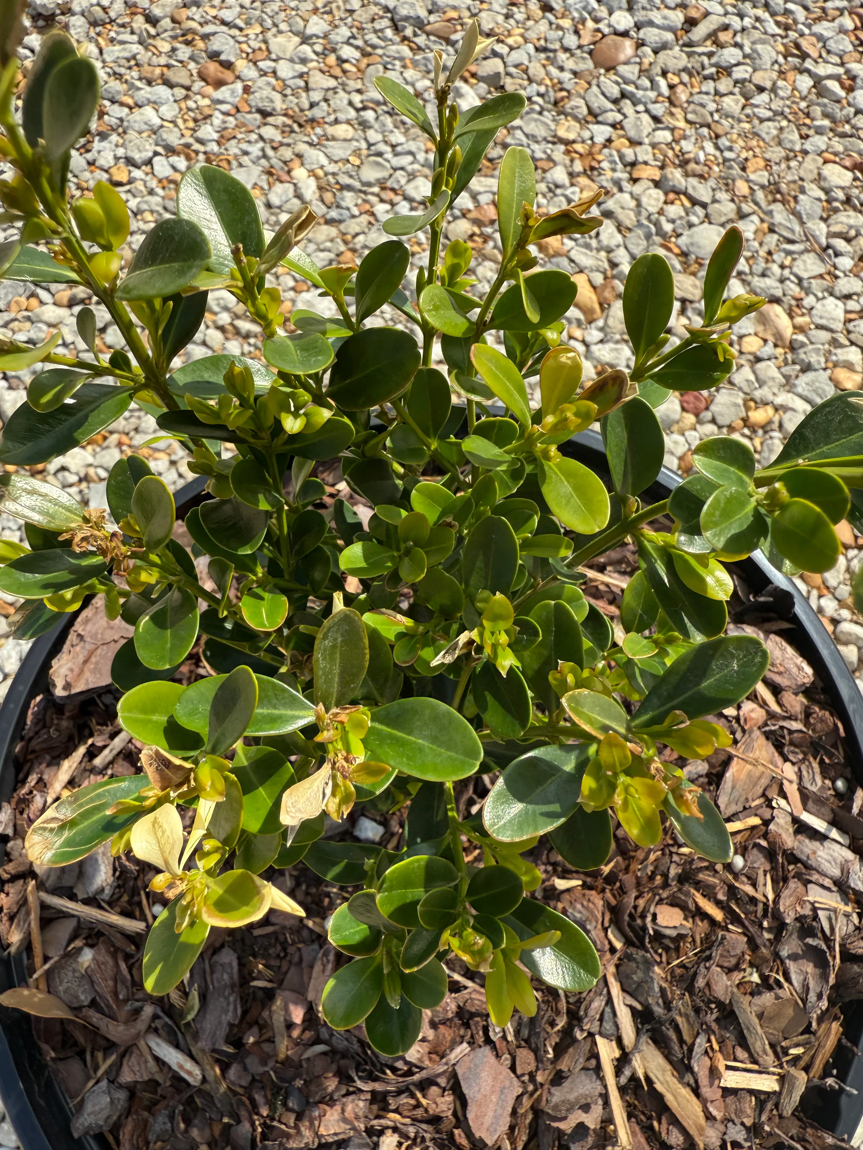 Heritage™ Better Boxwood - Image 4