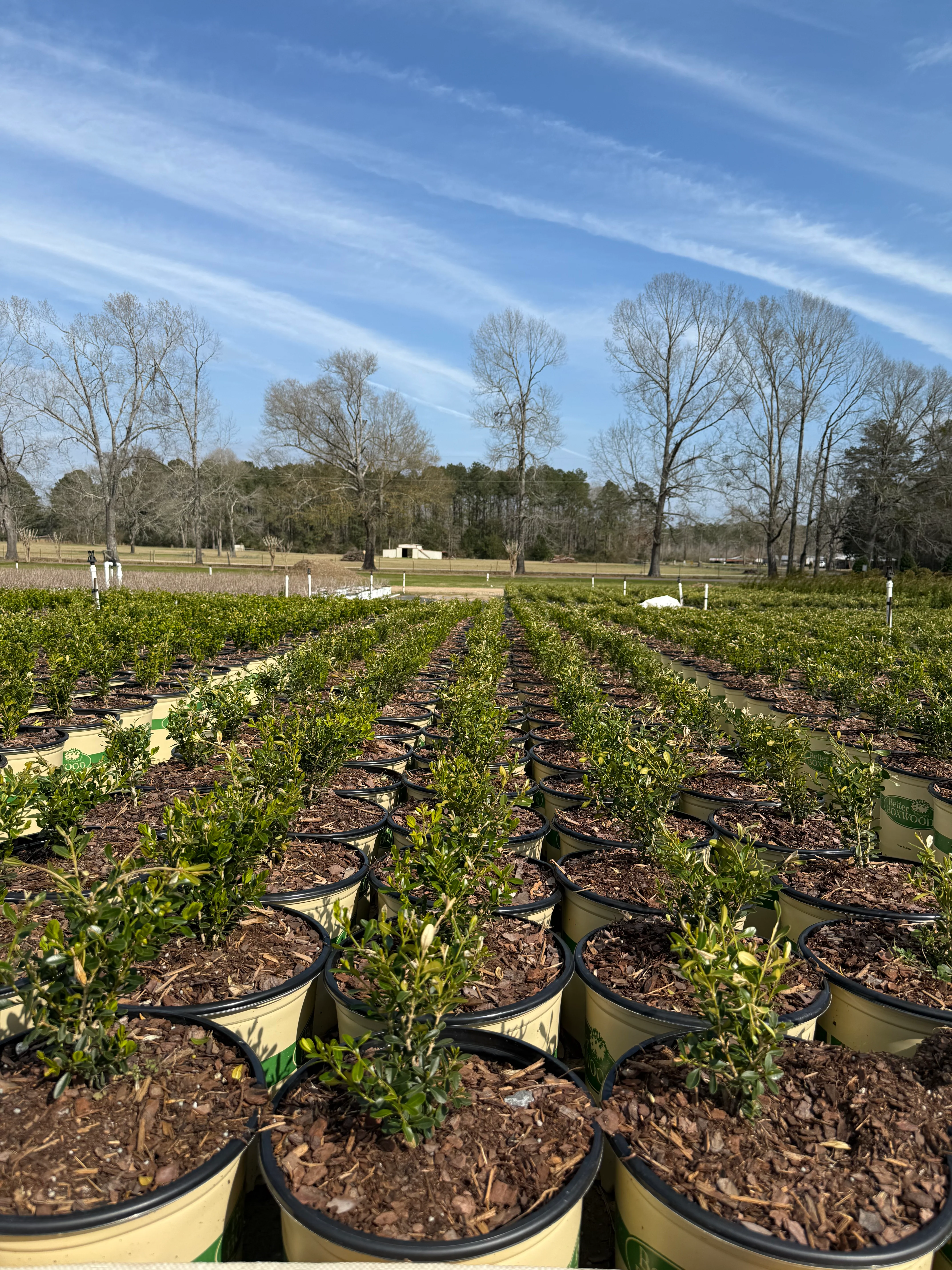 Heritage™ Better Boxwood - Image 5
