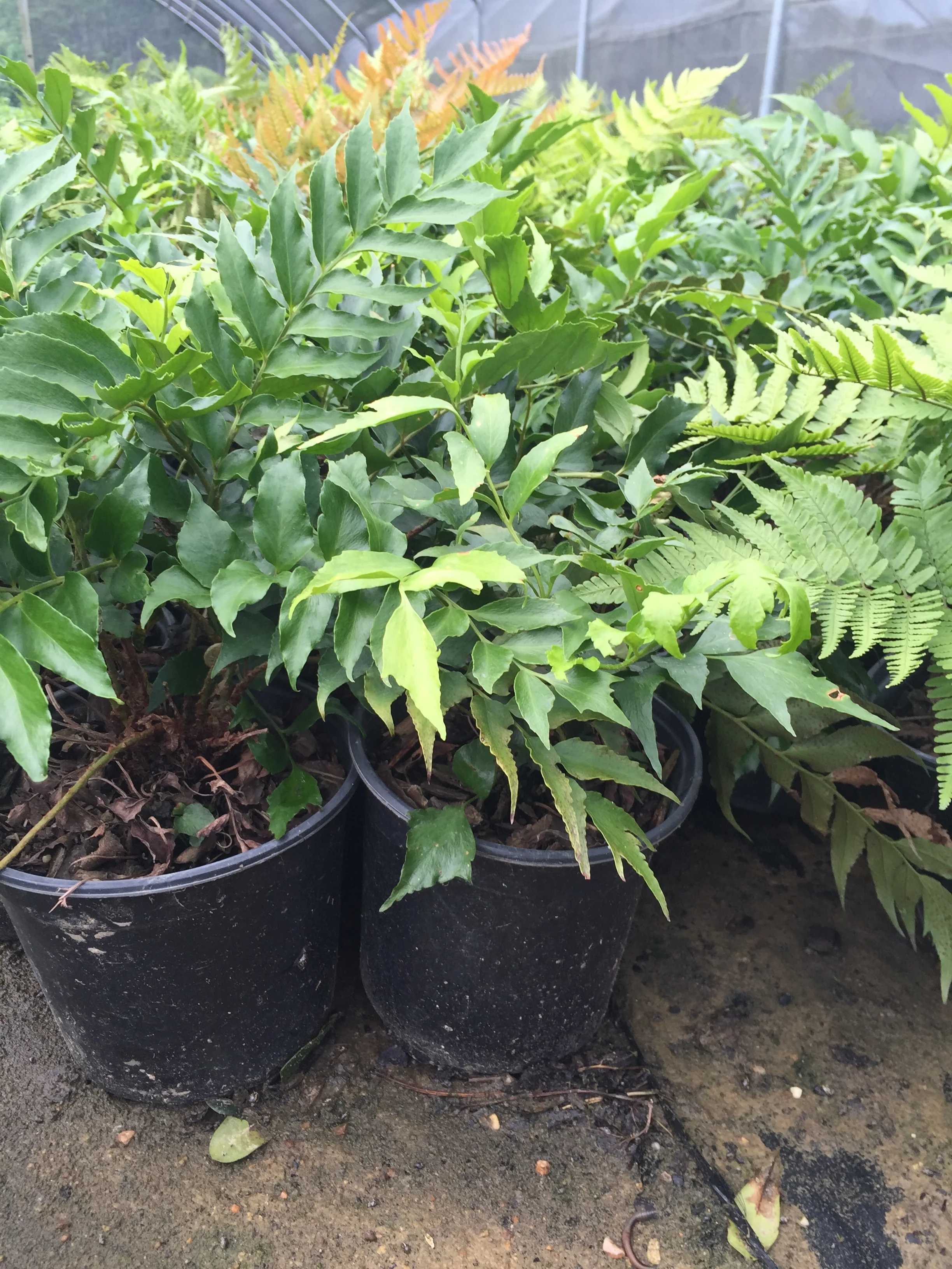 Holly Fern - Image 3