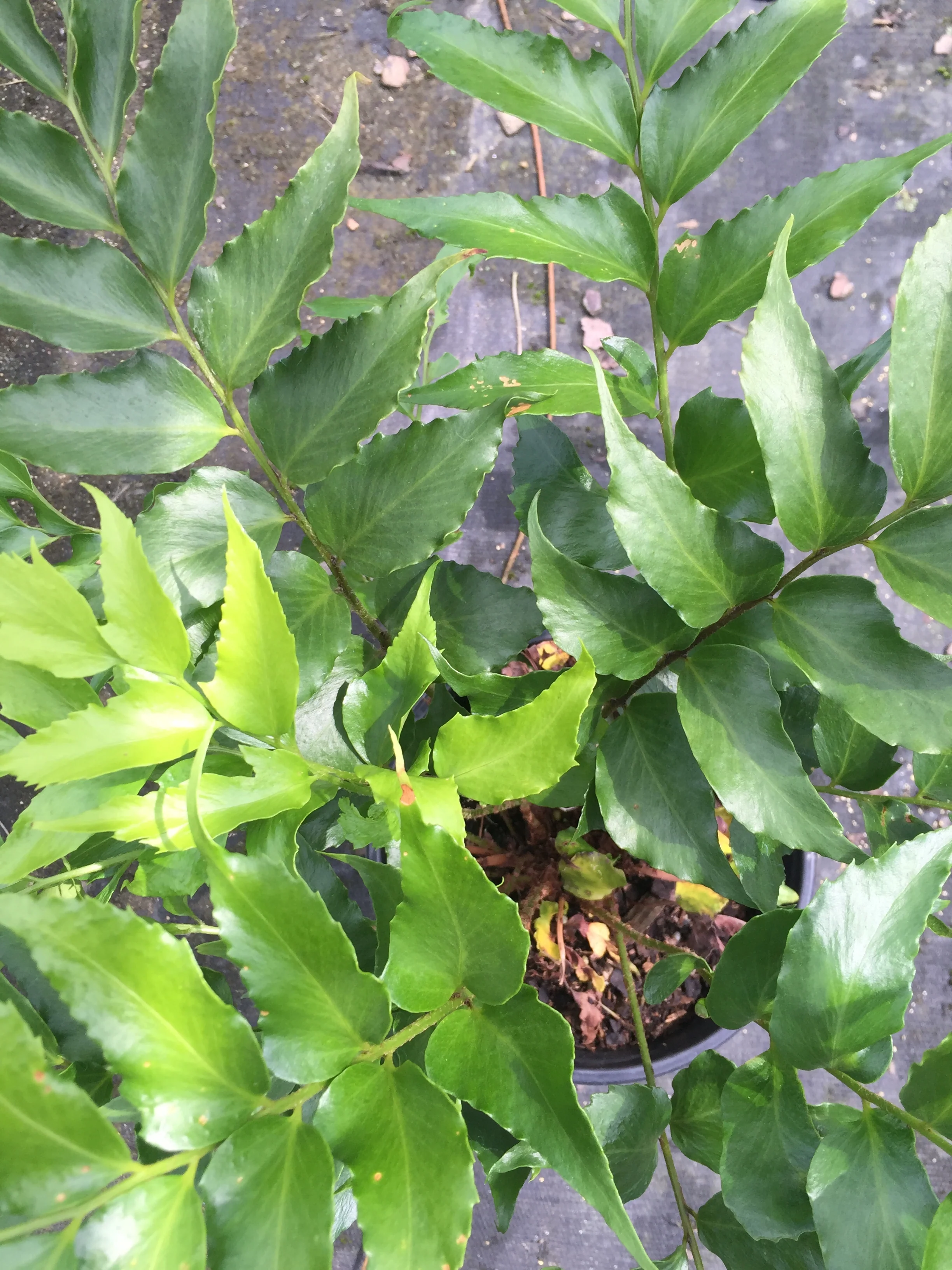 Holly Fern - Image 4