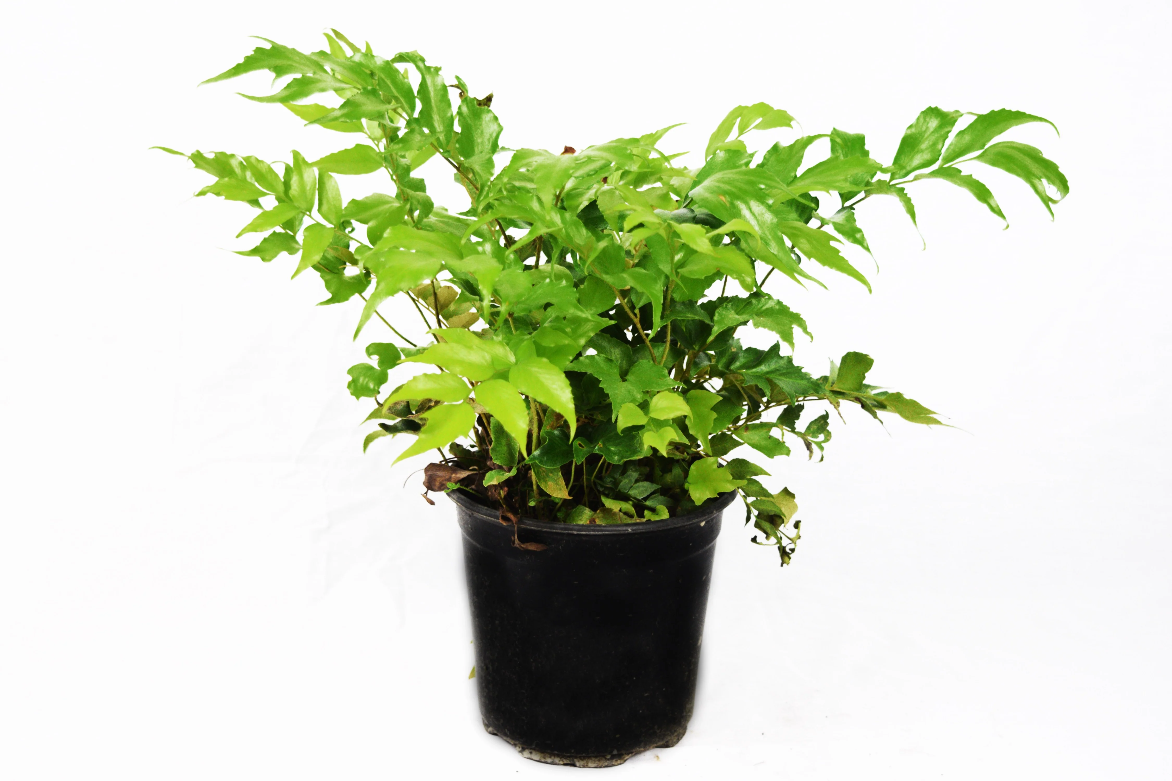 Holly Fern - Image 5