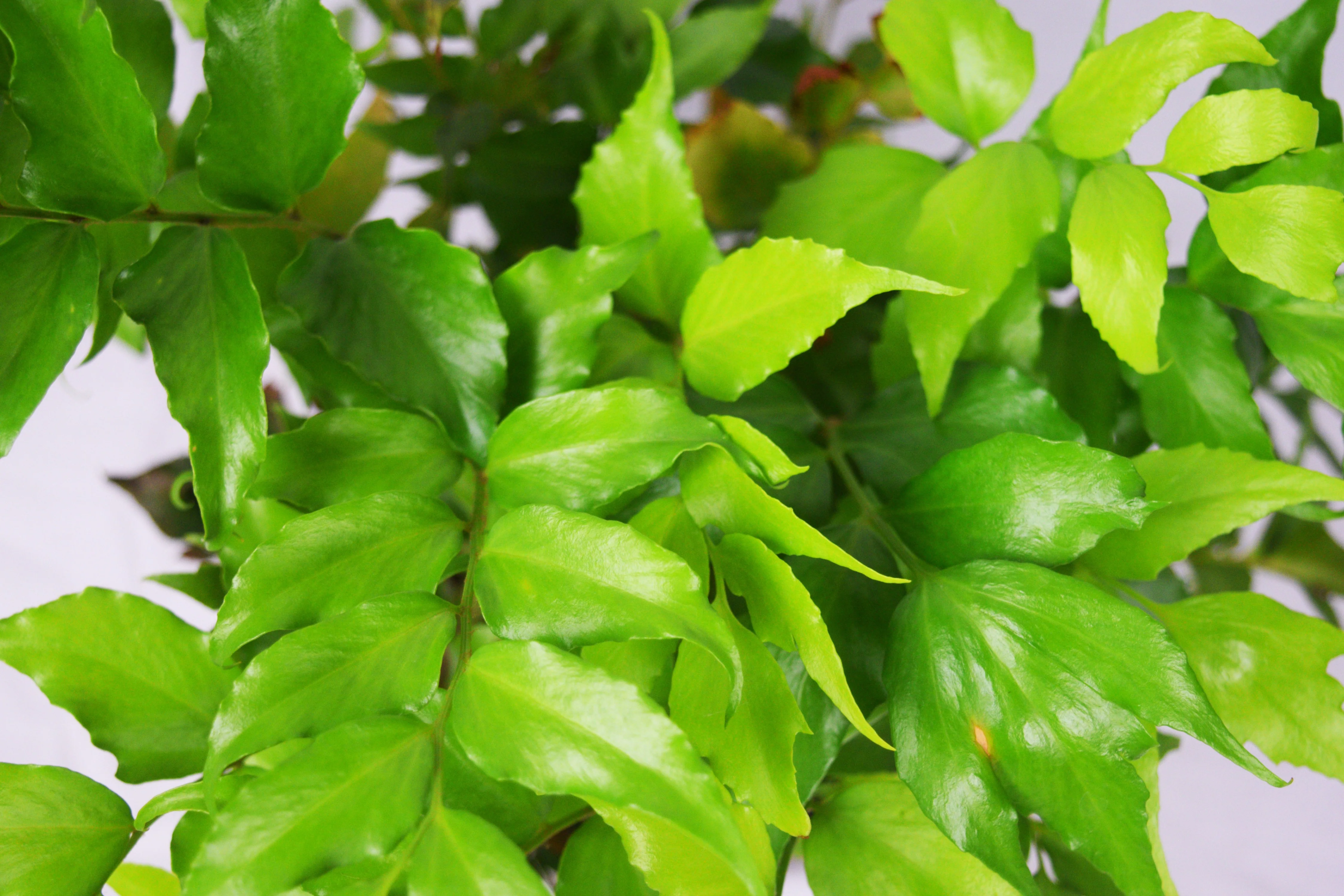Holly Fern - Image 6