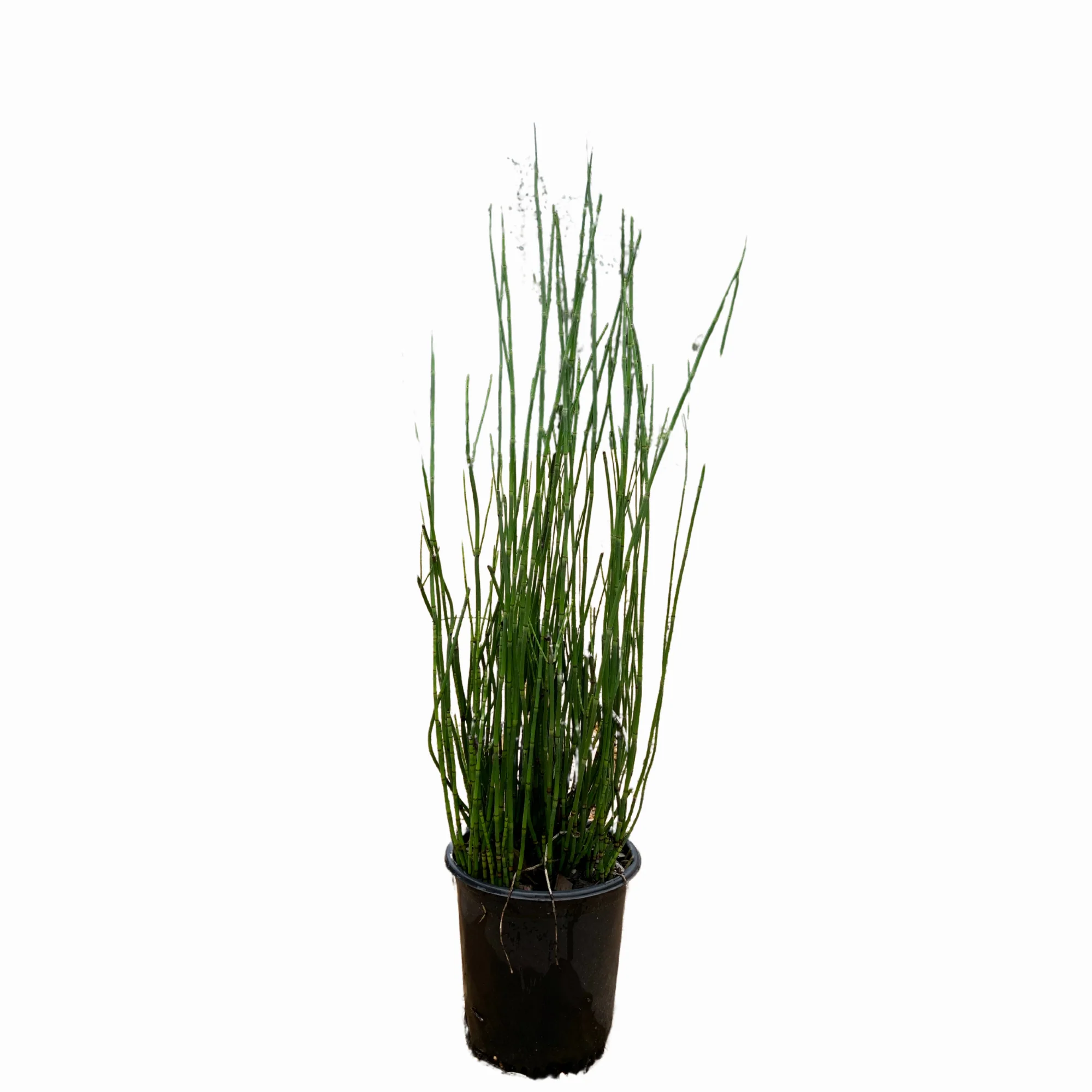 Horse Tail Reed - Image 4