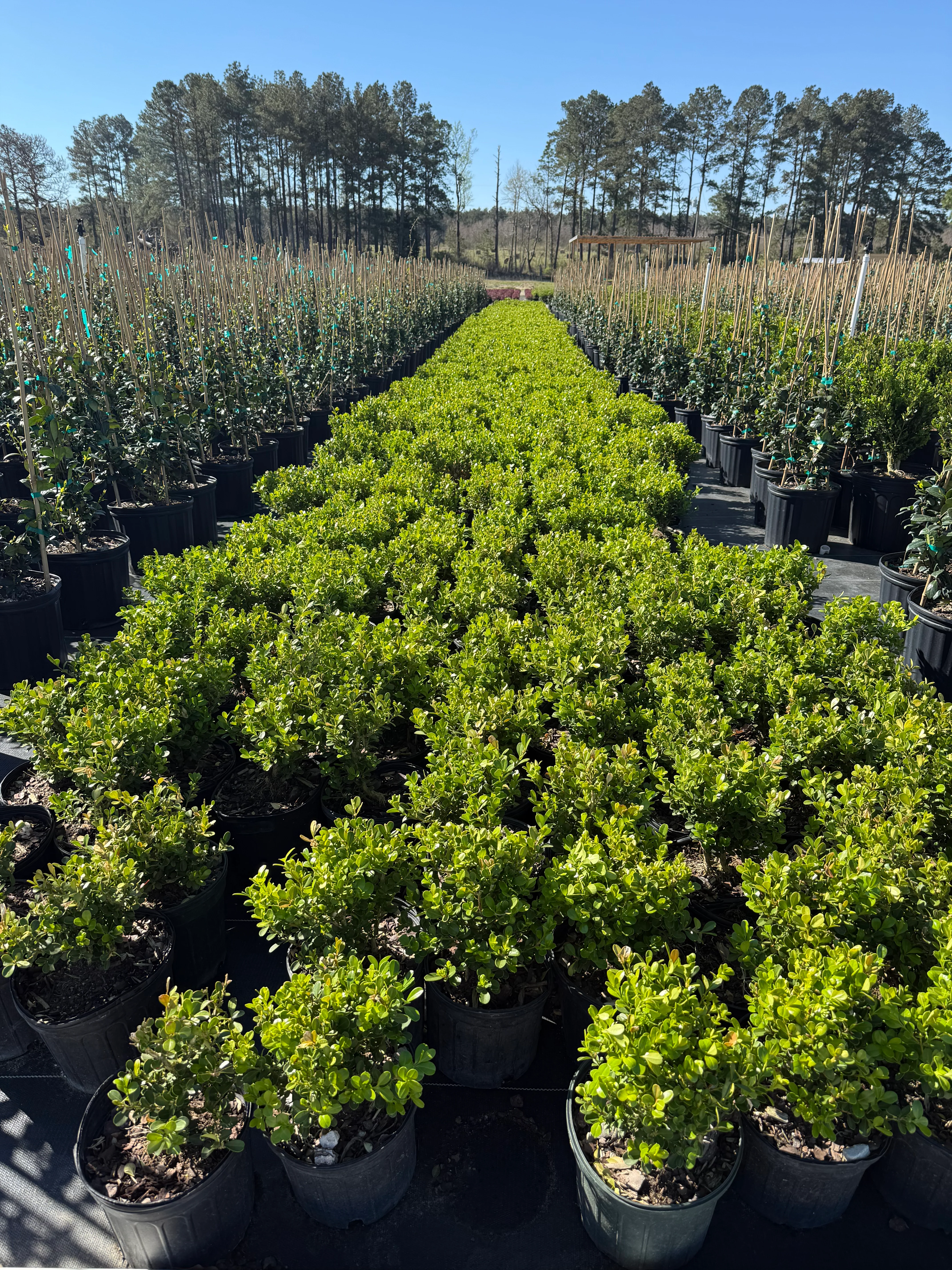 Japanese Boxwood - Image 3