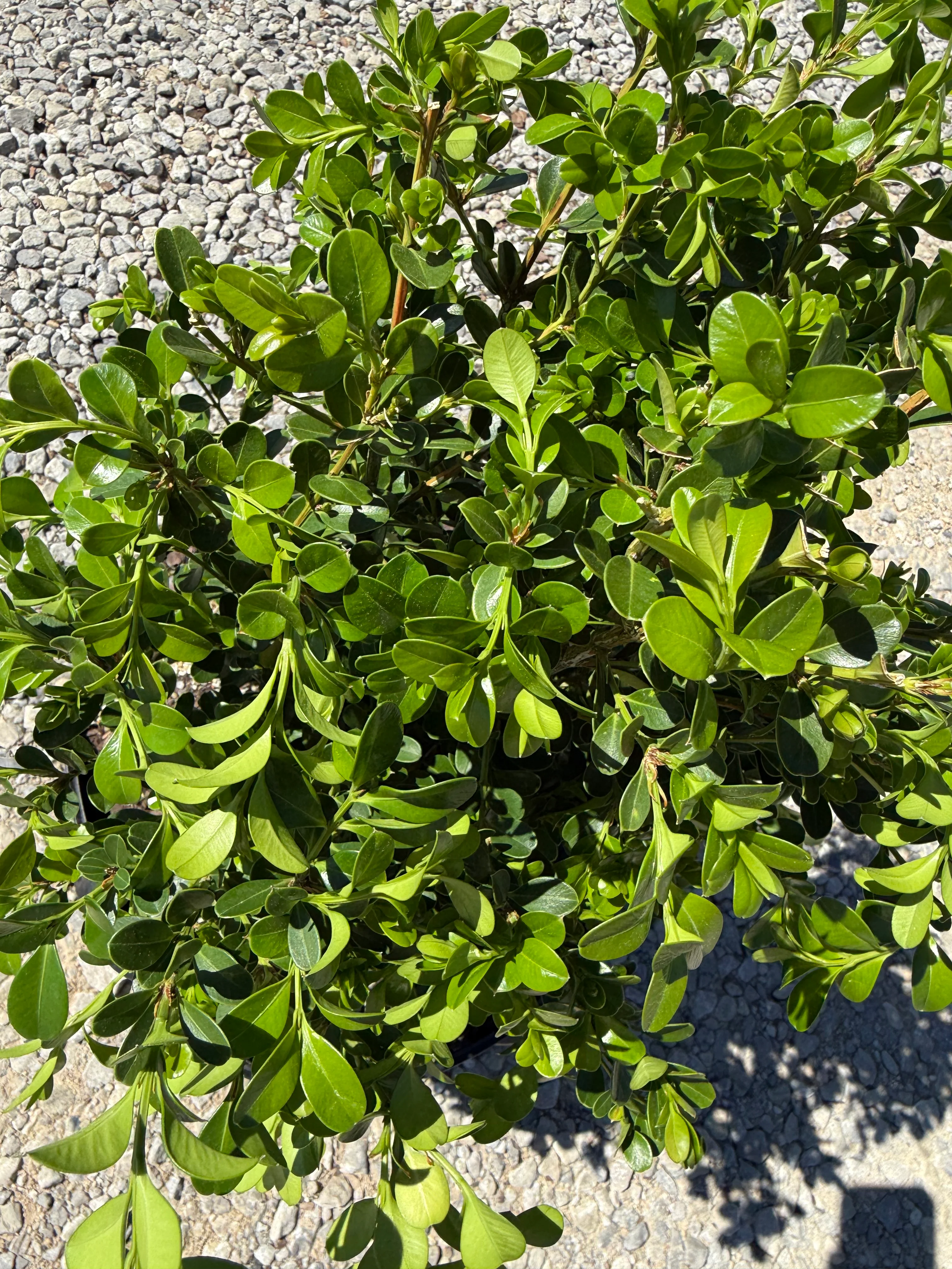 Japanese Boxwood - Image 4