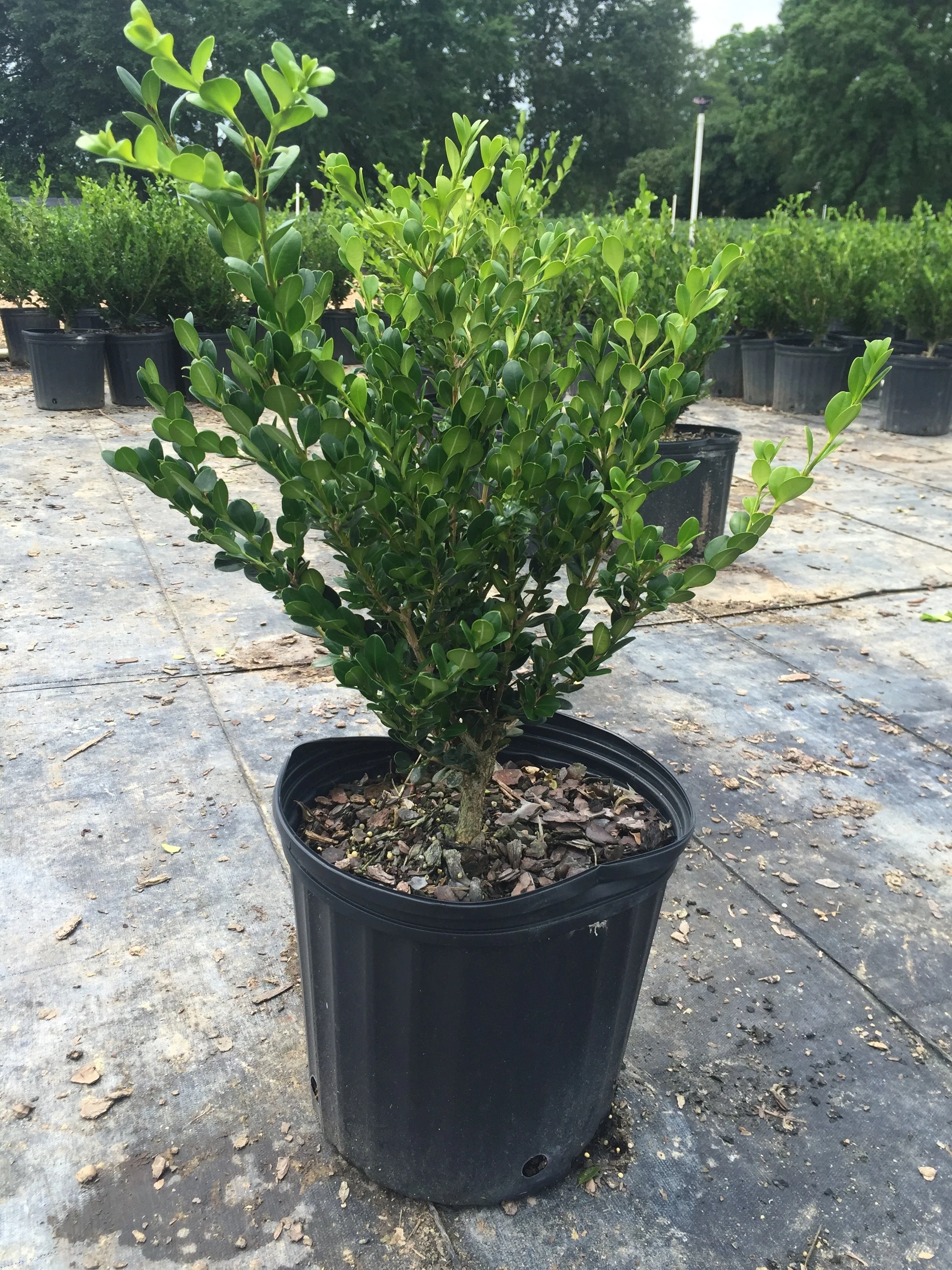 Japanese Boxwood - Image 5