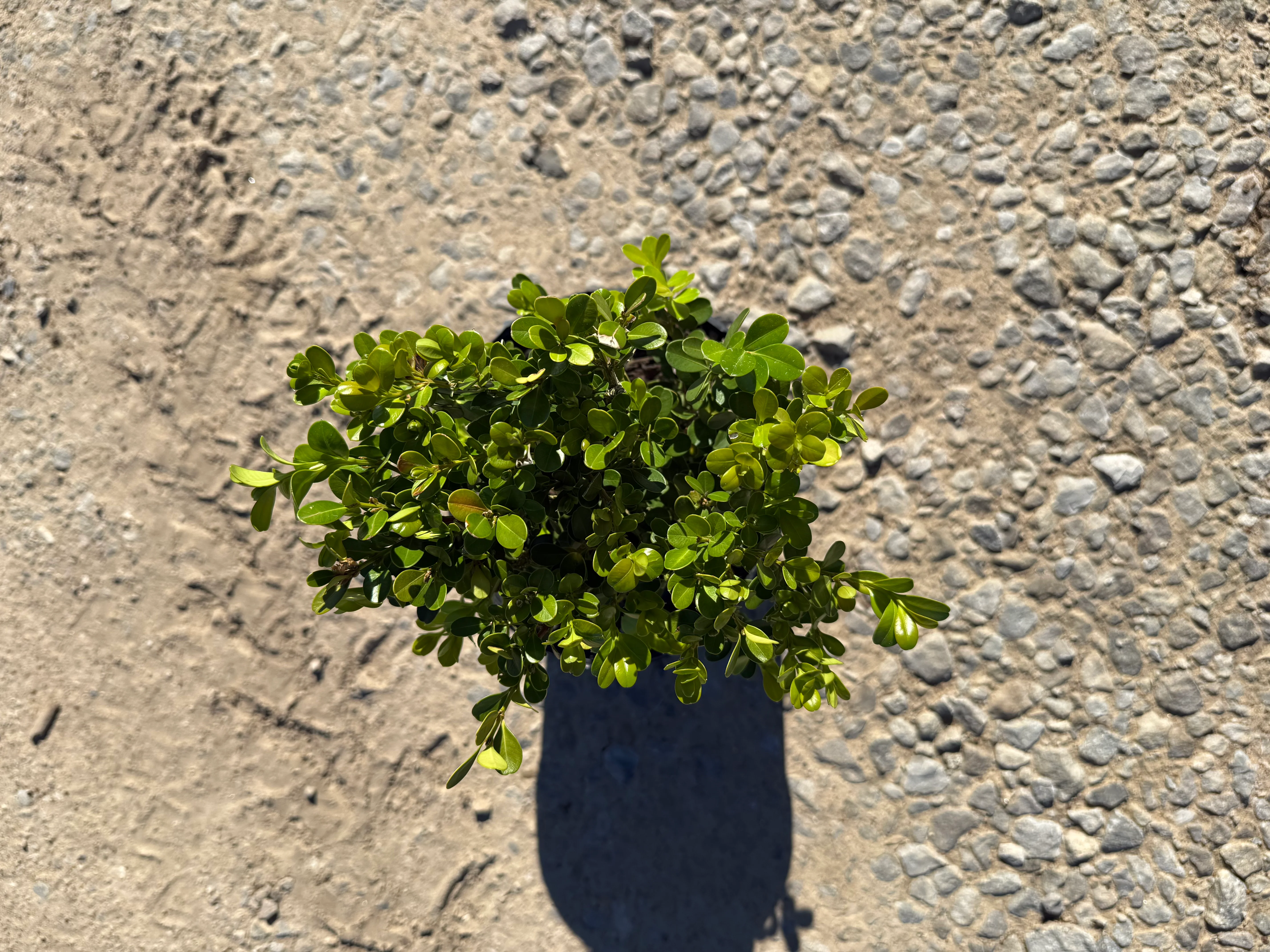 Japanese Boxwood - Image 6