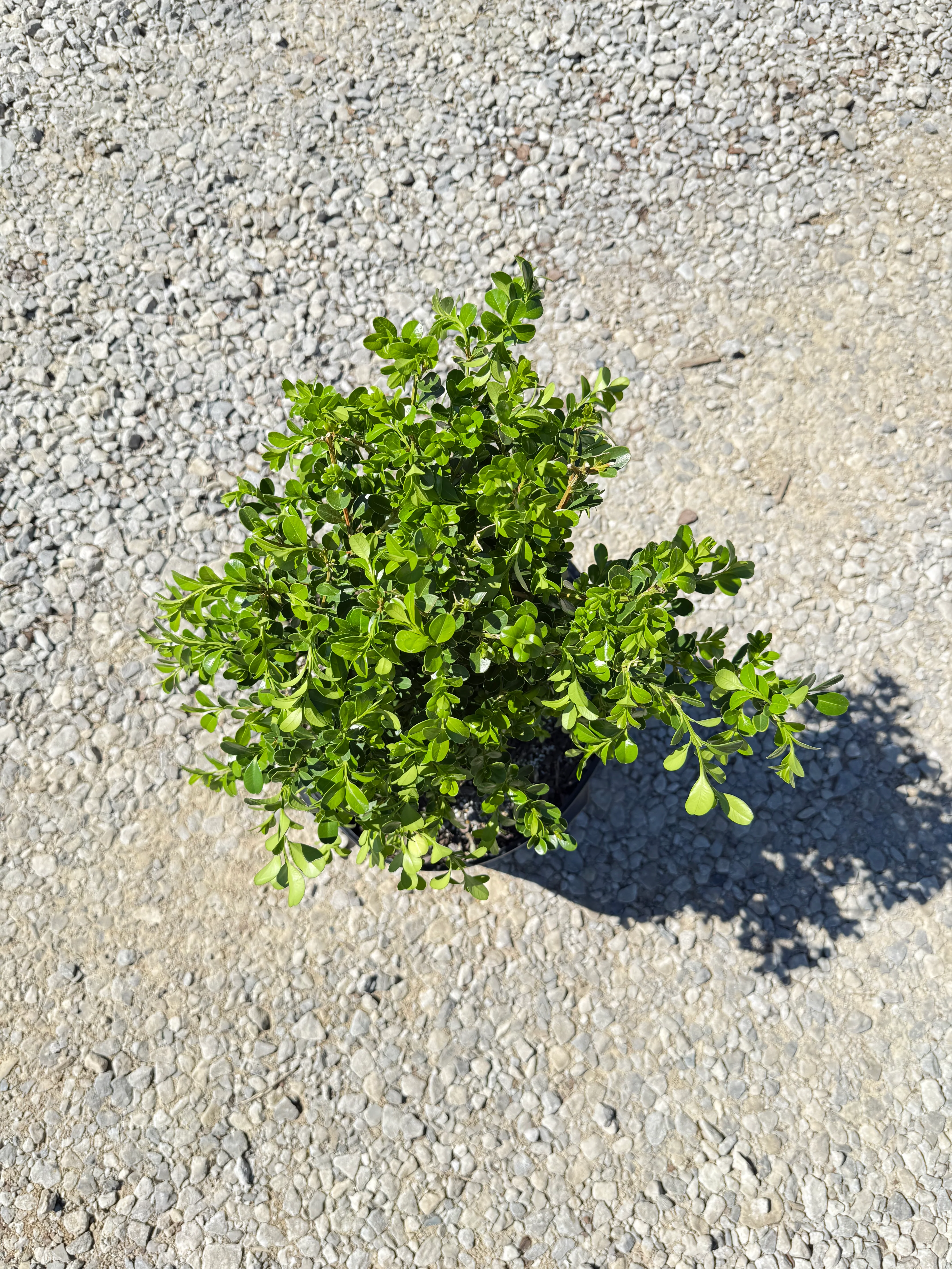 Japanese Boxwood - Image 7